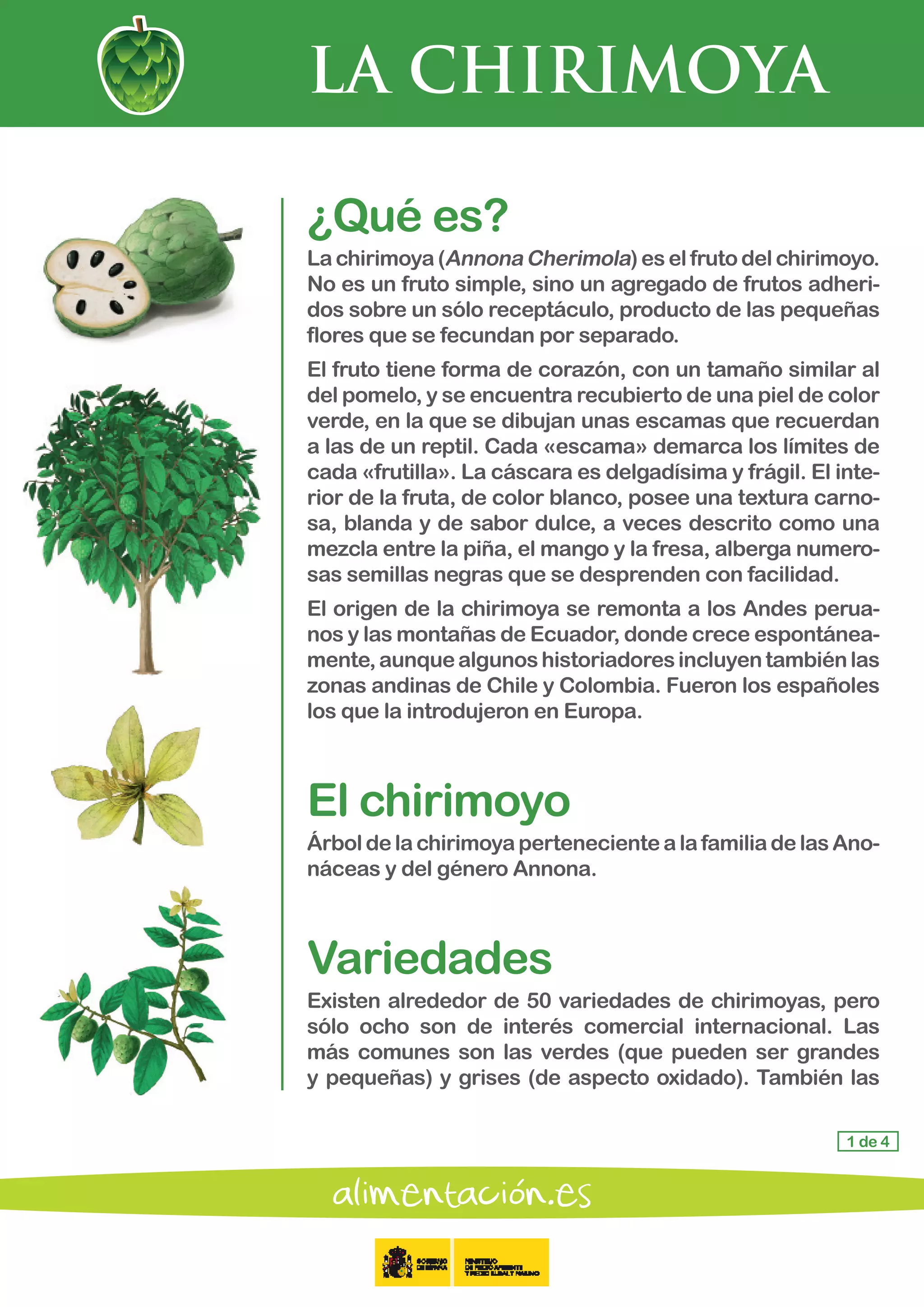 LA CHIRIMOYA
1 de 4
¿Qué es?
La chirimoya (AnnonaCherimola) es el fruto del chirimoyo.
No es un fruto simple, sino un agregado de frutos adheri-
dos sobre un sólo receptáculo, producto de las pequeñas
flores que se fecundan por separado.
El fruto tiene forma de corazón, con un tamaño similar al
del pomelo, y se encuentra recubierto de una piel de color
verde, en la que se dibujan unas escamas que recuerdan
a las de un reptil. Cada «escama» demarca los límites de
cada «frutilla». La cáscara es delgadísima y frágil. El inte-
rior de la fruta, de color blanco, posee una textura carno-
sa, blanda y de sabor dulce, a veces descrito como una
mezcla entre la piña, el mango y la fresa, alberga numero-
sas semillas negras que se desprenden con facilidad.
El origen de la chirimoya se remonta a los Andes perua-
nos y las montañas de Ecuador, donde crece espontánea-
mente,aunquealgunoshistoriadoresincluyentambiénlas
zonas andinas de Chile y Colombia. Fueron los españoles
los que la introdujeron en Europa.
El chirimoyo
ÁrboldelachirimoyapertenecientealafamiliadelasAno-
náceas y del género Annona.
Variedades
Existen alrededor de 50 variedades de chirimoyas, pero
sólo ocho son de interés comercial internacional. Las
más comunes son las verdes (que pueden ser grandes
y pequeñas) y grises (de aspecto oxidado). También las
 