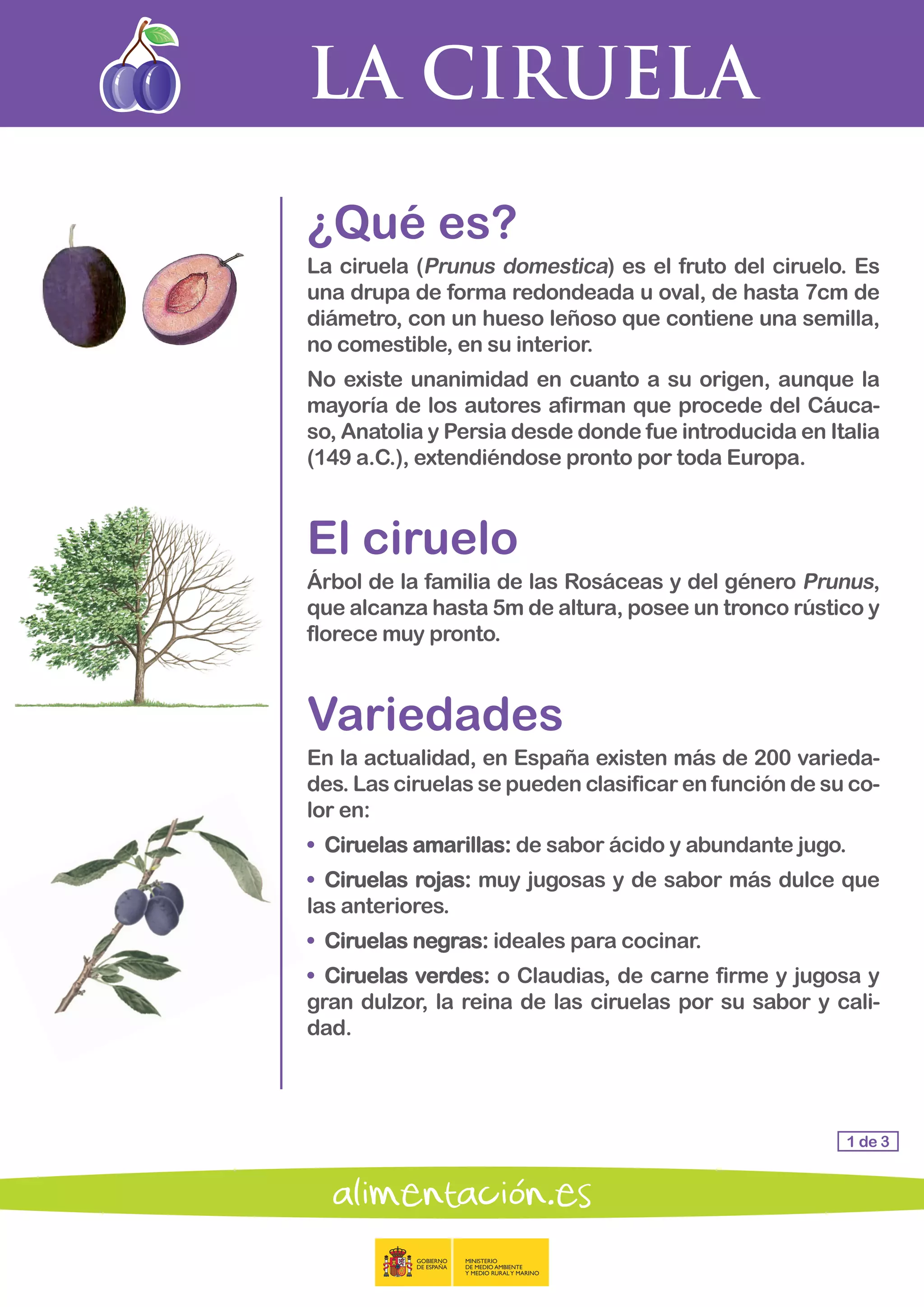 LA CIRUELA
1 de 3
¿Qué es?
La ciruela (Prunus domestica) es el fruto del ciruelo. Es
una drupa de forma redondeada u oval, de hasta 7cm de
diámetro, con un hueso leñoso que contiene una semilla,
no comestible, en su interior.
No existe unanimidad en cuanto a su origen, aunque la
mayoría de los autores afirman que procede del Cáuca-
so, Anatolia y Persia desde donde fue introducida en Italia
(149 a.C.), extendiéndose pronto por toda Europa.
El ciruelo
Árbol de la familia de las Rosáceas y del género Prunus,
que alcanza hasta 5m de altura, posee un tronco rústico y
florece muy pronto.
Variedades
En la actualidad, en España existen más de 200 varieda-
des. Las ciruelas se pueden clasificar en función de su co-
lor en:
• 	Ciruelas amarillas: de sabor ácido y abundante jugo.
• 	Ciruelas rojas: muy jugosas y de sabor más dulce que
las anteriores.
• 	Ciruelas negras: ideales para cocinar.
• 	Ciruelas verdes: o Claudias, de carne firme y jugosa y
gran dulzor, la reina de las ciruelas por su sabor y cali-
dad.
 