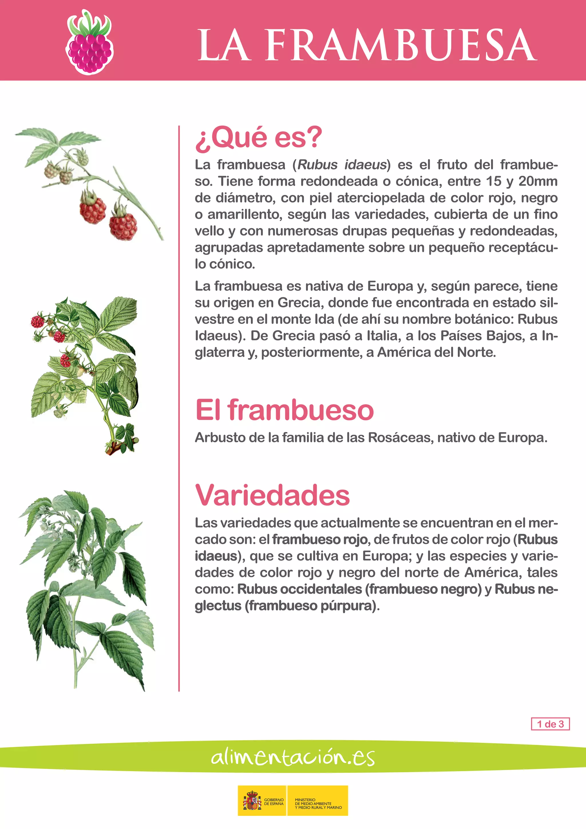 LA FRAMBUESA
1 de 3
¿Qué es?
La frambuesa (Rubus idaeus) es el fruto del frambue-
so. Tiene forma redondeada o cónica, entre 15 y 20mm
de diámetro, con piel aterciopelada de color rojo, negro
o amarillento, según las variedades, cubierta de un fino
vello y con numerosas drupas pequeñas y redondeadas,
agrupadas apretadamente sobre un pequeño receptácu-
lo cónico.
La frambuesa es nativa de Europa y, según parece, tiene
su origen en Grecia, donde fue encontrada en estado sil-
vestre en el monte Ida (de ahí su nombre botánico: Rubus
Idaeus). De Grecia pasó a Italia, a los Países Bajos, a In-
glaterra y, posteriormente, a América del Norte.
El frambueso
Arbusto de la familia de las Rosáceas, nativo de Europa.
Variedades
Las variedades que actualmente se encuentran en el mer-
cado son: el frambueso rojo, de frutos de color rojo (Rubus
idaeus), que se cultiva en Europa; y las especies y varie-
dades de color rojo y negro del norte de América, tales
como: Rubus occidentales (frambueso negro) y Rubus ne-
glectus (frambueso púrpura).
 