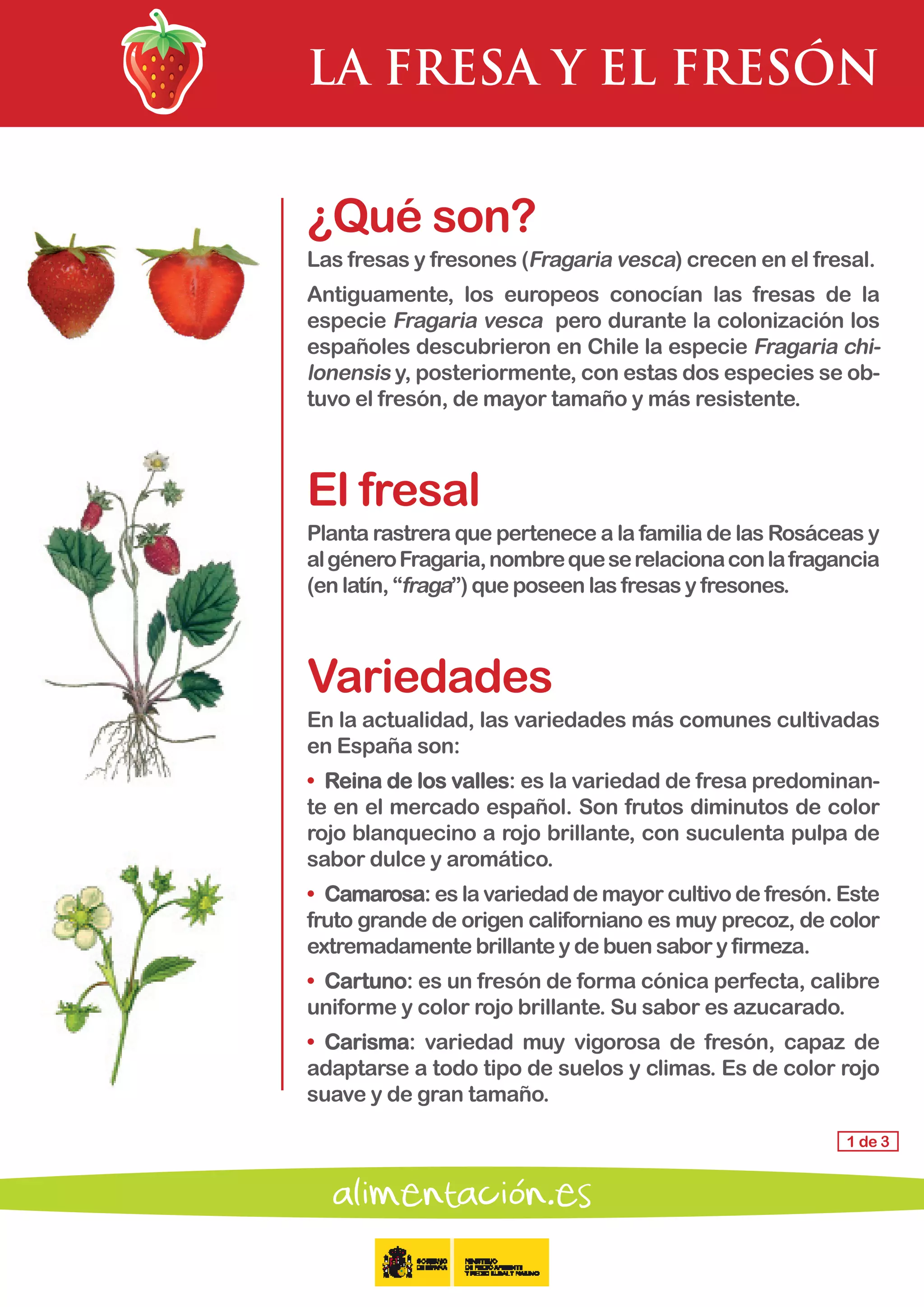 LA FRESA Y EL FRESÓN
1 de 3
¿Qué son?
Las fresas y fresones (Fragaria vesca) crecen en el fresal.
Antiguamente, los europeos conocían las fresas de la
especie Fragaria vesca pero durante la colonización los
españoles descubrieron en Chile la especie Fragaria chi-
lonensis y, posteriormente, con estas dos especies se ob-
tuvo el fresón, de mayor tamaño y más resistente.
El fresal
Planta rastrera que pertenece a la familia de las Rosáceas y
algéneroFragaria,nombrequeserelacionaconlafragancia
(en latín, “fraga”) que poseen las fresas y fresones.
Variedades
En la actualidad, las variedades más comunes cultivadas
en España son:
•	 Reina de los valles: es la variedad de fresa predominan-
te en el mercado español. Son frutos diminutos de color
rojo blanquecino a rojo brillante, con suculenta pulpa de
sabor dulce y aromático.
•	 Camarosa: es la variedad de mayor cultivo de fresón. Este
fruto grande de origen californiano es muy precoz, de color
extremadamente brillante y de buen sabor y firmeza.
•	 Cartuno: es un fresón de forma cónica perfecta, calibre
uniforme y color rojo brillante. Su sabor es azucarado.
•	 Carisma: variedad muy vigorosa de fresón, capaz de
adaptarse a todo tipo de suelos y climas. Es de color rojo
suave y de gran tamaño.
 