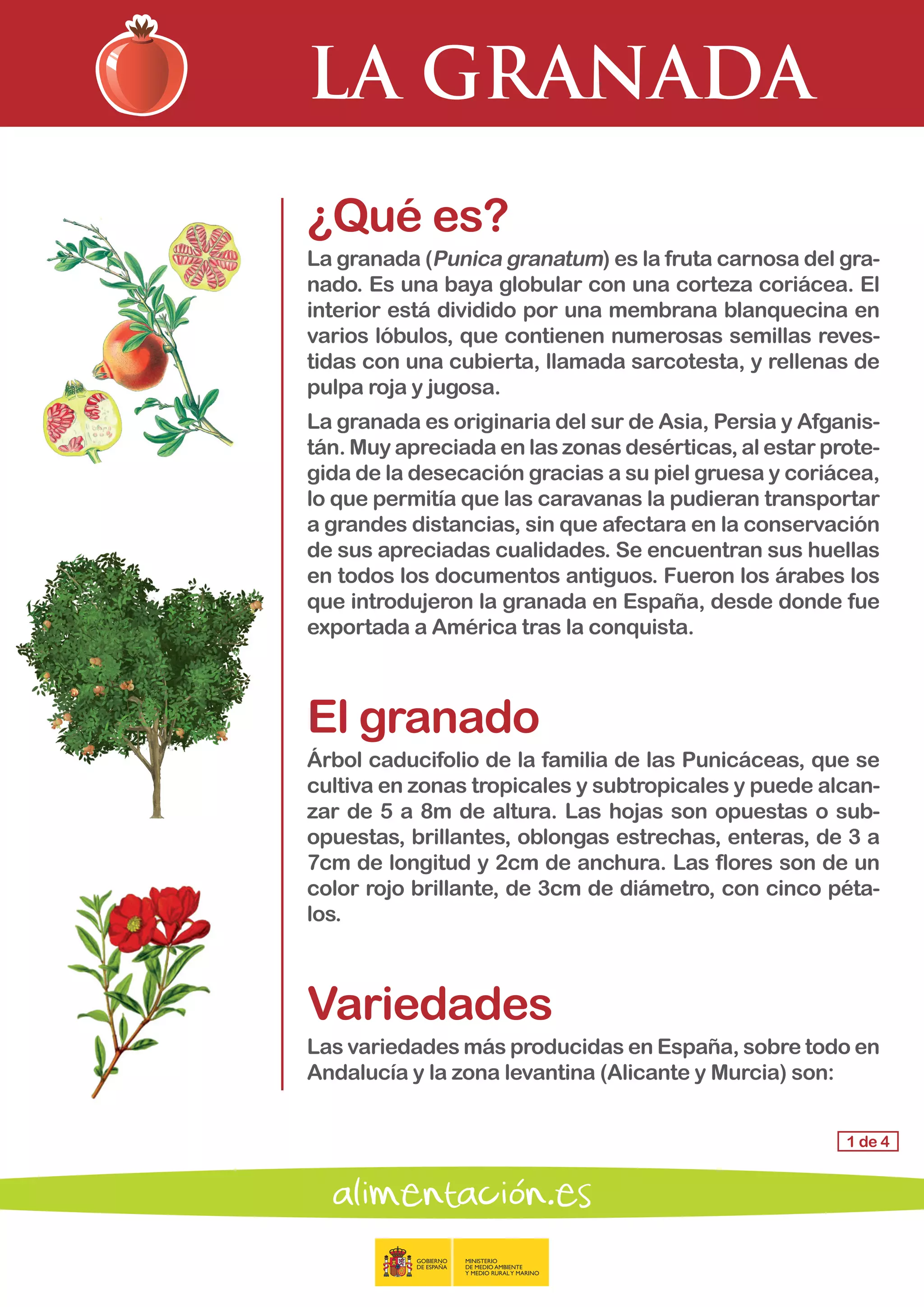 LA GRANADA
1 de 4
¿Qué es?
La granada (Punica granatum) es la fruta carnosa del gra-
nado. Es una baya globular con una corteza coriácea. El
interior está dividido por una membrana blanquecina en
varios lóbulos, que contienen numerosas semillas reves-
tidas con una cubierta, llamada sarcotesta, y rellenas de
pulpa roja y jugosa.
La granada es originaria del sur de Asia, Persia y Afganis-
tán. Muy apreciada en las zonas desérticas, al estar prote-
gida de la desecación gracias a su piel gruesa y coriácea,
lo que permitía que las caravanas la pudieran transportar
a grandes distancias, sin que afectara en la conservación
de sus apreciadas cualidades. Se encuentran sus huellas
en todos los documentos antiguos. Fueron los árabes los
que introdujeron la granada en España, desde donde fue
exportada a América tras la conquista.
El granado
Árbol caducifolio de la familia de las Punicáceas, que se
cultiva en zonas tropicales y subtropicales y puede alcan-
zar de 5 a 8m de altura. Las hojas son opuestas o sub-
opuestas, brillantes, oblongas estrechas, enteras, de 3 a
7cm de longitud y 2cm de anchura. Las flores son de un
color rojo brillante, de 3cm de diámetro, con cinco péta-
los.
Variedades
Las variedades más producidas en España, sobre todo en
Andalucía y la zona levantina (Alicante y Murcia) son:
 