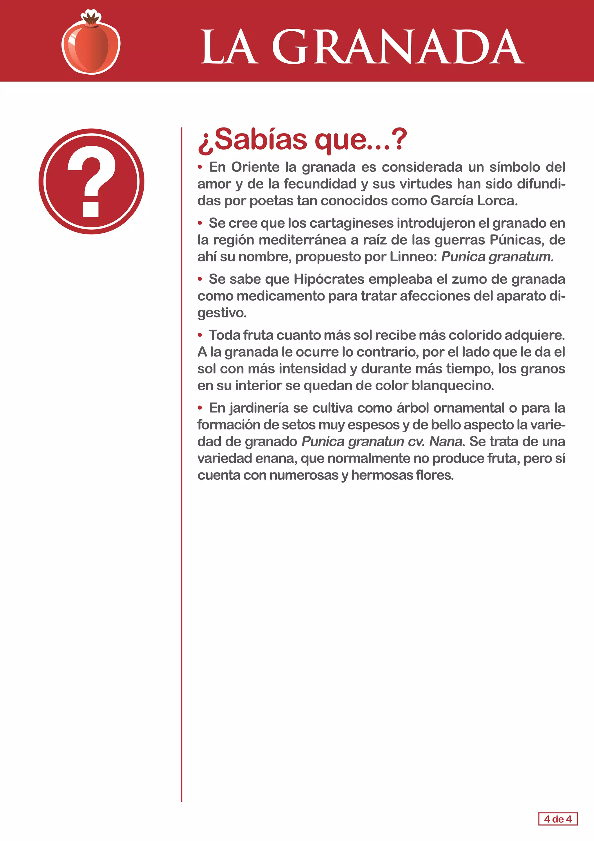 LA GRANADA
¿Sabías que...?
• En Oriente la granada es considerada un símbolo del
amor y de la fecundidad y sus virtudes han sido difundi-
das por poetas tan conocidos como García Lorca.
• Se cree que los cartagineses introdujeron el granado en
la región mediterránea a raíz de las guerras Púnicas, de
ahí su nombre, propuesto por Linneo: Punica granatum.
• Se sabe que Hipócrates empleaba el zumo de granada
como medicamento para tratar afecciones del aparato di-
gestivo.
• Toda fruta cuanto más sol recibe más colorido adquiere.
A la granada le ocurre lo contrario, por el lado que le da el
sol con más intensidad y durante más tiempo, los granos
en su interior se quedan de color blanquecino.
• En jardinería se cultiva como árbol ornamental o para la
formación de setos muy espesos y de bello aspecto la varie-
dad de granado Punica granatun cv. Nana. Se trata de una
variedad enana, que normalmente no produce fruta, pero sí
cuenta con numerosas y hermosas flores.
4 de 4
 