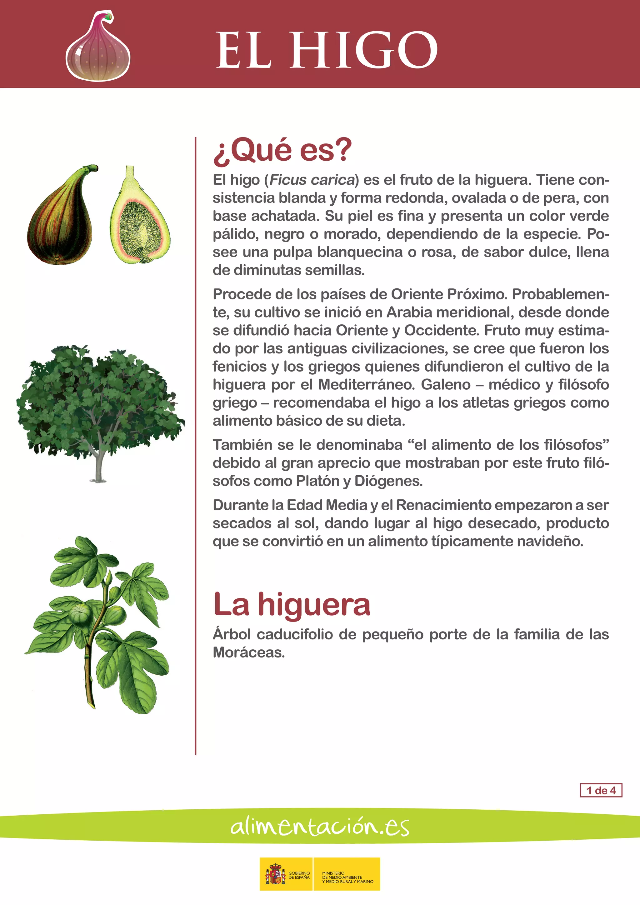 EL HIGO
1 de 4
¿Qué es?
El higo (Ficus carica) es el fruto de la higuera. Tiene con-
sistencia blanda y forma redonda, ovalada o de pera, con
base achatada. Su piel es fina y presenta un color verde
pálido, negro o morado, dependiendo de la especie. Po-
see una pulpa blanquecina o rosa, de sabor dulce, llena
de diminutas semillas.
Procede de los países de Oriente Próximo. Probablemen-
te, su cultivo se inició en Arabia meridional, desde donde
se difundió hacia Oriente y Occidente. Fruto muy estima-
do por las antiguas civilizaciones, se cree que fueron los
fenicios y los griegos quienes difundieron el cultivo de la
higuera por el Mediterráneo. Galeno – médico y filósofo
griego – recomendaba el higo a los atletas griegos como
alimento básico de su dieta.
También se le denominaba “el alimento de los filósofos”
debido al gran aprecio que mostraban por este fruto filó-
sofos como Platón y Diógenes.
Durante la Edad Media y el Renacimiento empezaron a ser
secados al sol, dando lugar al higo desecado, producto
que se convirtió en un alimento típicamente navideño.
La higuera
Árbol caducifolio de pequeño porte de la familia de las
Moráceas.
 
