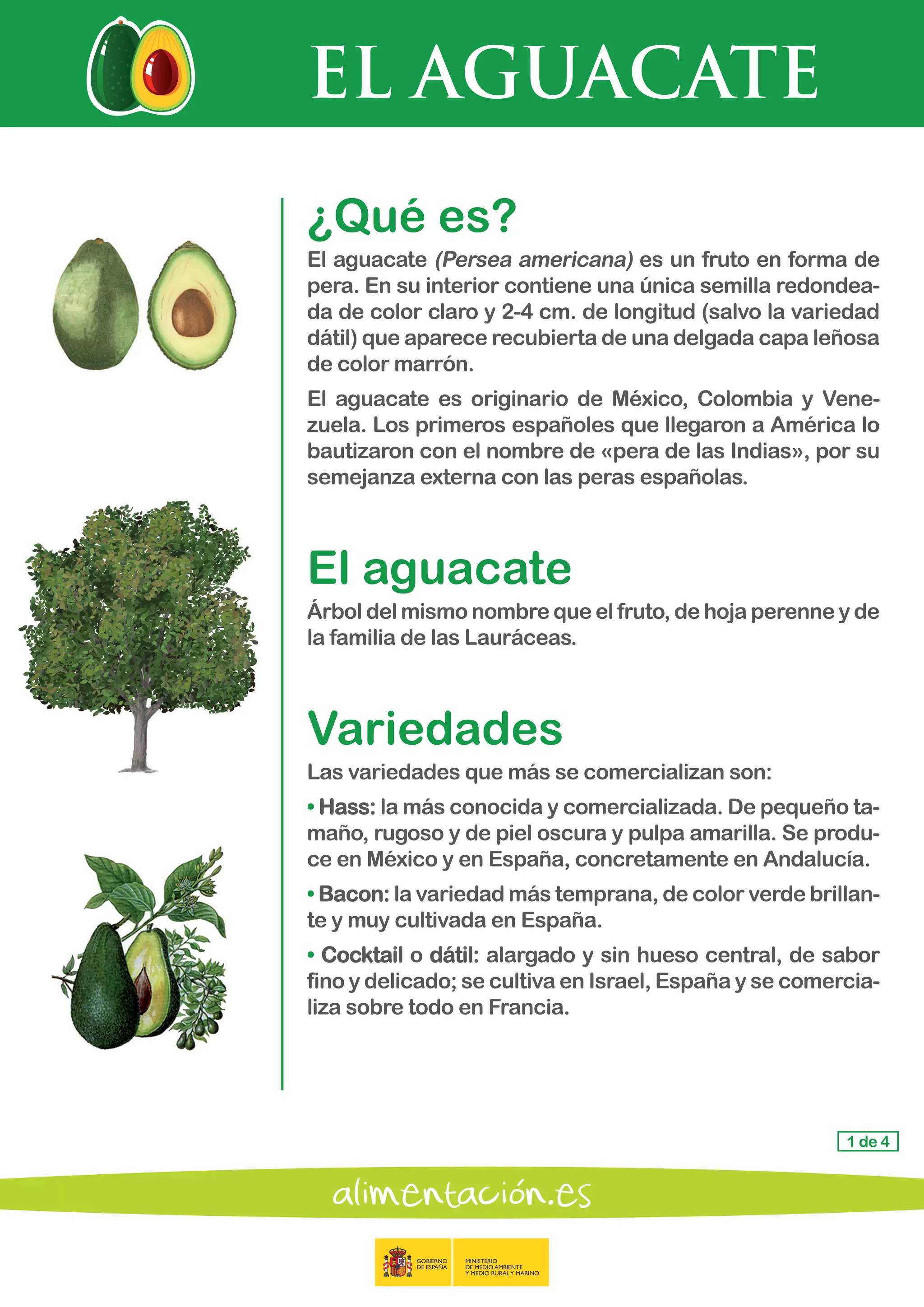 EL AGUACATE
1 de 4
¿Qué es?	
El aguacate (Persea americana) es un fruto en forma de
pera. En su interior contiene una única semilla redondea-
da de color claro y 2-4 cm. de longitud (salvo la variedad
dátil) que aparece recubierta de una delgada capa leñosa
de color marrón.
El aguacate es originario de México, Colombia y Vene-
zuela. Los primeros españoles que llegaron a América lo
bautizaron con el nombre de «pera de las Indias», por su
semejanza externa con las peras españolas.
El aguacate
Árbol del mismo nombre que el fruto, de hoja perenne y de
la familia de las Lauráceas.
Variedades
Las variedades que más se comercializan son:
• Hass: la más conocida y comercializada. De pequeño ta-
maño, rugoso y de piel oscura y pulpa amarilla. Se produ-
ce en México y en España, concretamente en Andalucía.
• Bacon: la variedad más temprana, de color verde brillan-
te y muy cultivada en España.
• Cocktail o dátil: alargado y sin hueso central, de sabor
fino y delicado; se cultiva en Israel, España y se comercia-
liza sobre todo en Francia.
 