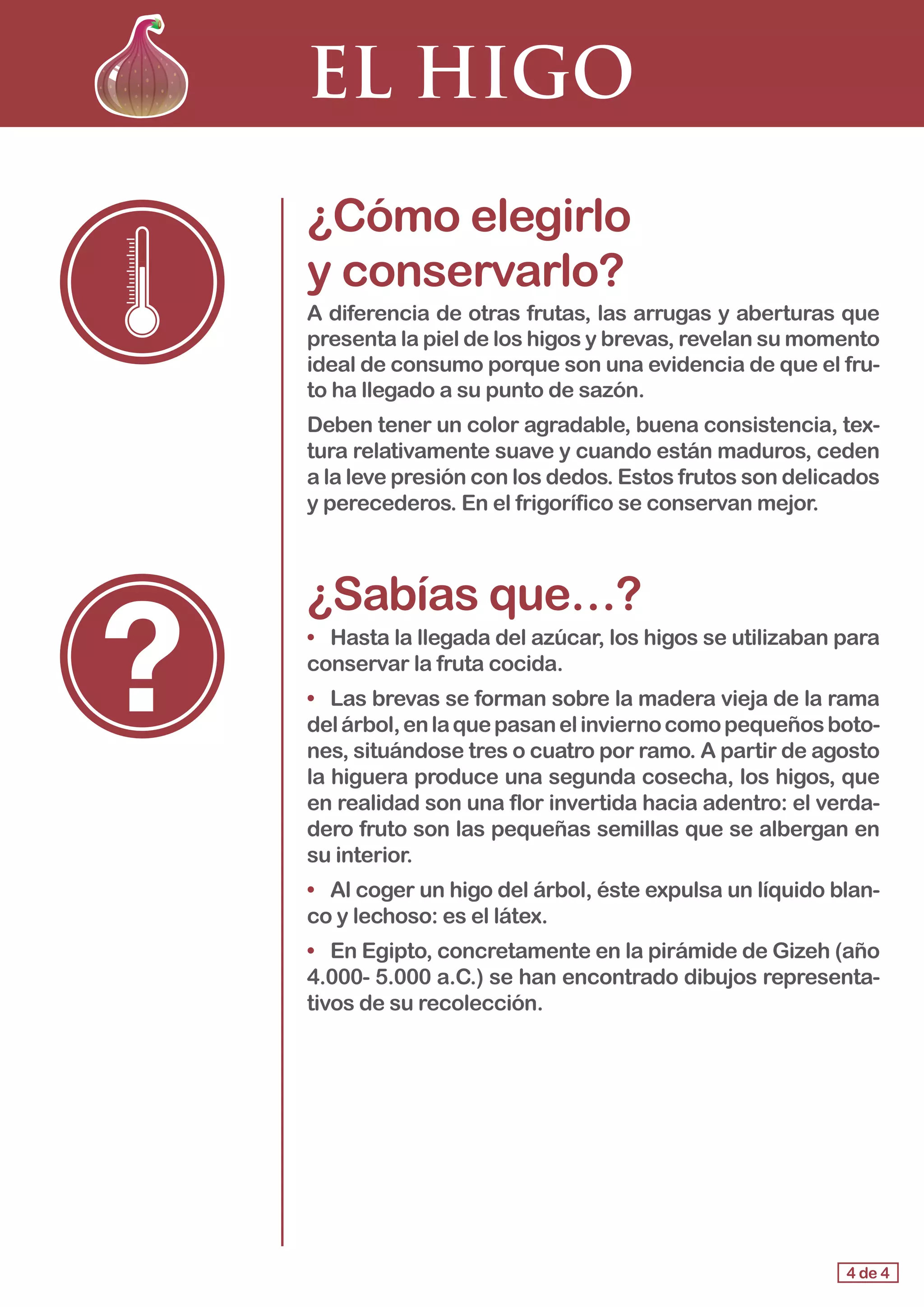 EL HIGO
¿Cómo elegirlo 					
y conservarlo?
A diferencia de otras frutas, las arrugas y aberturas que
presenta la piel de los higos y brevas, revelan su momento
ideal de consumo porque son una evidencia de que el fru-
to ha llegado a su punto de sazón.
Deben tener un color agradable, buena consistencia, tex-
tura relativamente suave y cuando están maduros, ceden
a la leve presión con los dedos. Estos frutos son delicados
y perecederos. En el frigorífico se conservan mejor.
¿Sabías que…?
•	 Hasta la llegada del azúcar, los higos se utilizaban para
conservar la fruta cocida.
•	 Las brevas se forman sobre la madera vieja de la rama
delárbol,enlaquepasanelinviernocomopequeñosboto-
nes, situándose tres o cuatro por ramo. A partir de agosto
la higuera produce una segunda cosecha, los higos, que
en realidad son una flor invertida hacia adentro: el verda-
dero fruto son las pequeñas semillas que se albergan en
su interior.
•	 Al coger un higo del árbol, éste expulsa un líquido blan-
co y lechoso: es el látex.
•	 En Egipto, concretamente en la pirámide de Gizeh (año
4.000- 5.000 a.C.) se han encontrado dibujos representa-
tivos de su recolección.
4 de 4
 
