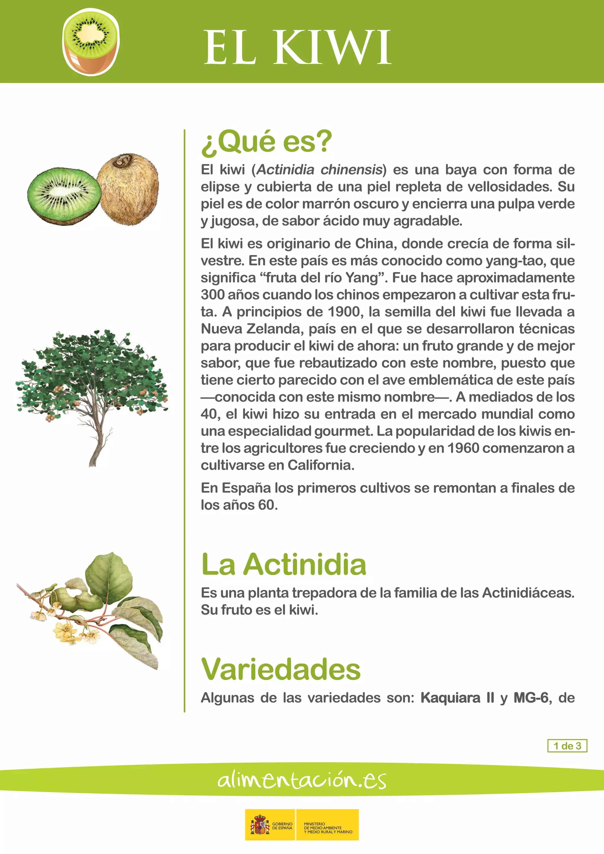 EL KIWI
1 de 3
¿Qué es?
El kiwi (Actinidia chinensis) es una baya con forma de
elipse y cubierta de una piel repleta de vellosidades. Su
piel es de color marrón oscuro y encierra una pulpa verde
y jugosa, de sabor ácido muy agradable.
El kiwi es originario de China, donde crecía de forma sil-
vestre. En este país es más conocido como yang-tao, que
significa “fruta del río Yang”. Fue hace aproximadamente
300 años cuando los chinos empezaron a cultivar esta fru-
ta. A principios de 1900, la semilla del kiwi fue llevada a
Nueva Zelanda, país en el que se desarrollaron técnicas
para producir el kiwi de ahora: un fruto grande y de mejor
sabor, que fue rebautizado con este nombre, puesto que
tiene cierto parecido con el ave emblemática de este país
—conocida con este mismo nombre—. A mediados de los
40, el kiwi hizo su entrada en el mercado mundial como
una especialidad gourmet. La popularidad de los kiwis en-
tre los agricultores fue creciendo y en 1960 comenzaron a
cultivarse en California.
En España los primeros cultivos se remontan a finales de
los años 60.
La Actinidia
Es una planta trepadora de la familia de las Actinidiáceas.
Su fruto es el kiwi.
Variedades
Algunas de las variedades son: Kaquiara II y MG-6, de
 