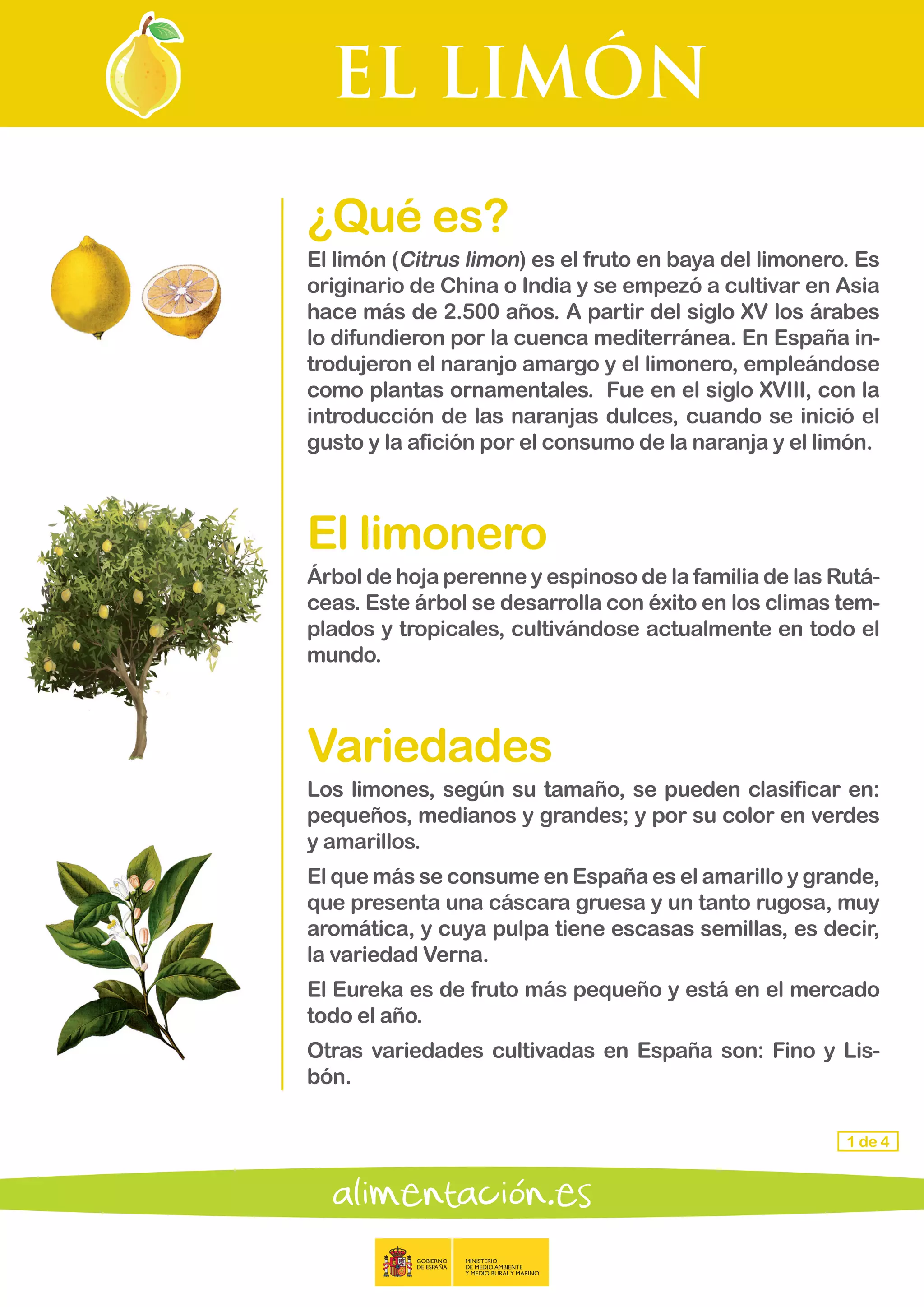 EL LIMÓN
1 de 4
¿Qué es?
El limón (Citrus limon) es el fruto en baya del limonero. Es
originario de China o India y se empezó a cultivar en Asia
hace más de 2.500 años. A partir del siglo XV los árabes
lo difundieron por la cuenca mediterránea. En España in-
trodujeron el naranjo amargo y el limonero, empleándose
como plantas ornamentales. Fue en el siglo XVIII, con la
introducción de las naranjas dulces, cuando se inició el
gusto y la afición por el consumo de la naranja y el limón.
El limonero
Árbol de hoja perenne y espinoso de la familia de las Rutá-
ceas. Este árbol se desarrolla con éxito en los climas tem-
plados y tropicales, cultivándose actualmente en todo el
mundo.
Variedades
Los limones, según su tamaño, se pueden clasificar en:
pequeños, medianos y grandes; y por su color en verdes
y amarillos.
El que más se consume en España es el amarillo y grande,
que presenta una cáscara gruesa y un tanto rugosa, muy
aromática, y cuya pulpa tiene escasas semillas, es decir,
la variedad Verna.
El Eureka es de fruto más pequeño y está en el mercado
todo el año.
Otras variedades cultivadas en España son: Fino y Lis-
bón.
 