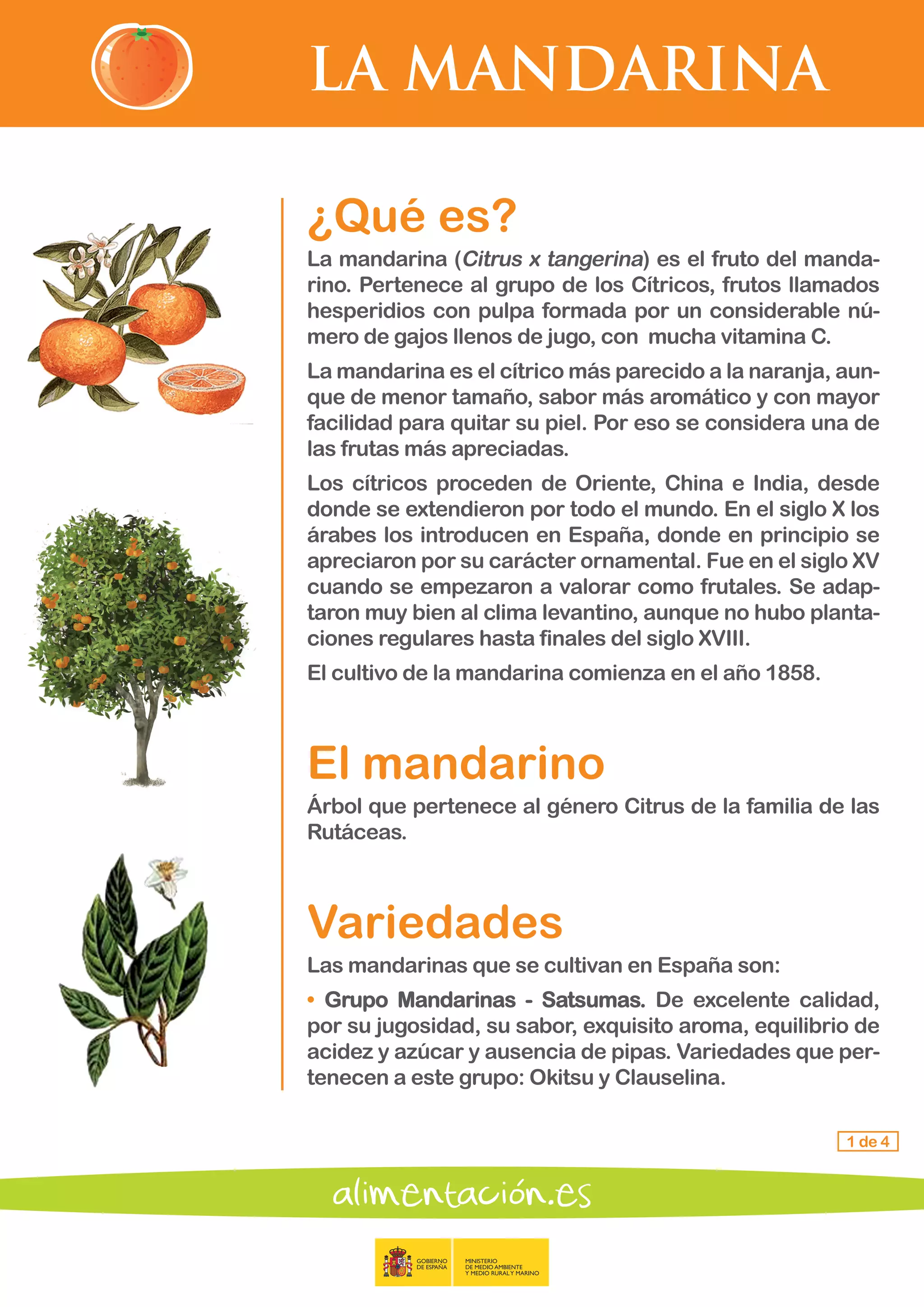 LA MANDARINA
1 de 4
¿Qué es?
La mandarina (Citrus x tangerina) es el fruto del manda-
rino. Pertenece al grupo de los Cítricos, frutos llamados
hesperidios con pulpa formada por un considerable nú-
mero de gajos llenos de jugo, con mucha vitamina C.
La mandarina es el cítrico más parecido a la naranja, aun-
que de menor tamaño, sabor más aromático y con mayor
facilidad para quitar su piel. Por eso se considera una de
las frutas más apreciadas.
Los cítricos proceden de Oriente, China e India, desde
donde se extendieron por todo el mundo. En el siglo X los
árabes los introducen en España, donde en principio se
apreciaron por su carácter ornamental. Fue en el siglo XV
cuando se empezaron a valorar como frutales. Se adap-
taron muy bien al clima levantino, aunque no hubo planta-
ciones regulares hasta finales del siglo XVIII.
El cultivo de la mandarina comienza en el año 1858.
El mandarino
Árbol que pertenece al género Citrus de la familia de las
Rutáceas.
Variedades
Las mandarinas que se cultivan en España son:
•	 Grupo Mandarinas - Satsumas. De excelente calidad,
por su jugosidad, su sabor, exquisito aroma, equilibrio de
acidez y azúcar y ausencia de pipas. Variedades que per-
tenecen a este grupo: Okitsu y Clauselina.
 