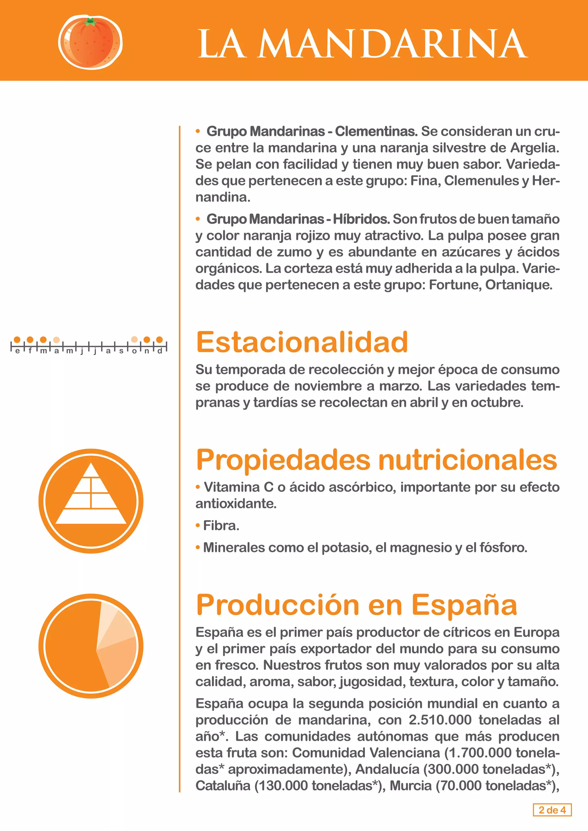 LA MANDARINA
•	 Grupo Mandarinas - Clementinas. Se consideran un cru-
ce entre la mandarina y una naranja silvestre de Argelia.
Se pelan con facilidad y tienen muy buen sabor. Varieda-
des que pertenecen a este grupo: Fina, Clemenules y Her-
nandina.
•	 GrupoMandarinas-Híbridos.Sonfrutosdebuentamaño
y color naranja rojizo muy atractivo. La pulpa posee gran
cantidad de zumo y es abundante en azúcares y ácidos
orgánicos. La corteza está muy adherida a la pulpa. Varie-
dades que pertenecen a este grupo: Fortune, Ortanique.
Estacionalidad
Su temporada de recolección y mejor época de consumo
se produce de noviembre a marzo. Las variedades tem-
pranas y tardías se recolectan en abril y en octubre.
Propiedades nutricionales
• Vitamina C o ácido ascórbico, importante por su efecto
antioxidante.
• Fibra.
• Minerales como el potasio, el magnesio y el fósforo.
Producción en España
España es el primer país productor de cítricos en Europa
y el primer país exportador del mundo para su consumo
en fresco. Nuestros frutos son muy valorados por su alta
calidad, aroma, sabor, jugosidad, textura, color y tamaño.
España ocupa la segunda posición mundial en cuanto a
producción de mandarina, con 2.510.000 toneladas al
año*. Las comunidades autónomas que más producen
esta fruta son: Comunidad Valenciana (1.700.000 tonela-
das* aproximadamente), Andalucía (300.000 toneladas*),
Cataluña (130.000 toneladas*), Murcia (70.000 toneladas*),
2 de 4
e f m a m j j a s o n d
 