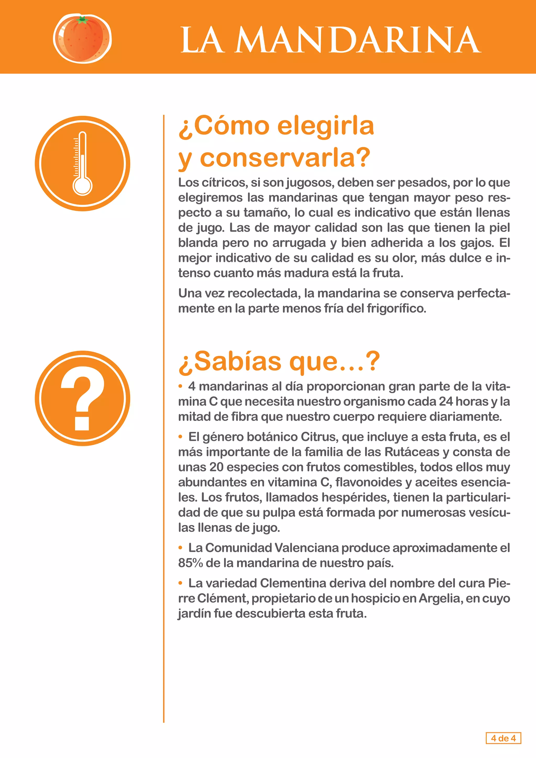 LA MANDARINA
4 de 4
¿Cómo elegirla 				
y conservarla?
Los cítricos, si son jugosos, deben ser pesados, por lo que
elegiremos las mandarinas que tengan mayor peso res-
pecto a su tamaño, lo cual es indicativo que están llenas
de jugo. Las de mayor calidad son las que tienen la piel
blanda pero no arrugada y bien adherida a los gajos. El
mejor indicativo de su calidad es su olor, más dulce e in-
tenso cuanto más madura está la fruta.
Una vez recolectada, la mandarina se conserva perfecta-
mente en la parte menos fría del frigorífico.
¿Sabías que…?
•	 4 mandarinas al día proporcionan gran parte de la vita-
mina C que necesita nuestro organismo cada 24 horas y la
mitad de fibra que nuestro cuerpo requiere diariamente.
•	 El género botánico Citrus, que incluye a esta fruta, es el
más importante de la familia de las Rutáceas y consta de
unas 20 especies con frutos comestibles, todos ellos muy
abundantes en vitamina C, flavonoides y aceites esencia-
les. Los frutos, llamados hespérides, tienen la particulari-
dad de que su pulpa está formada por numerosas vesícu-
las llenas de jugo.
•	 La Comunidad Valenciana produce aproximadamente el
85% de la mandarina de nuestro país.
•	 La variedad Clementina deriva del nombre del cura Pie-
rreClément,propietariodeunhospicioenArgelia,encuyo
jardín fue descubierta esta fruta.
 