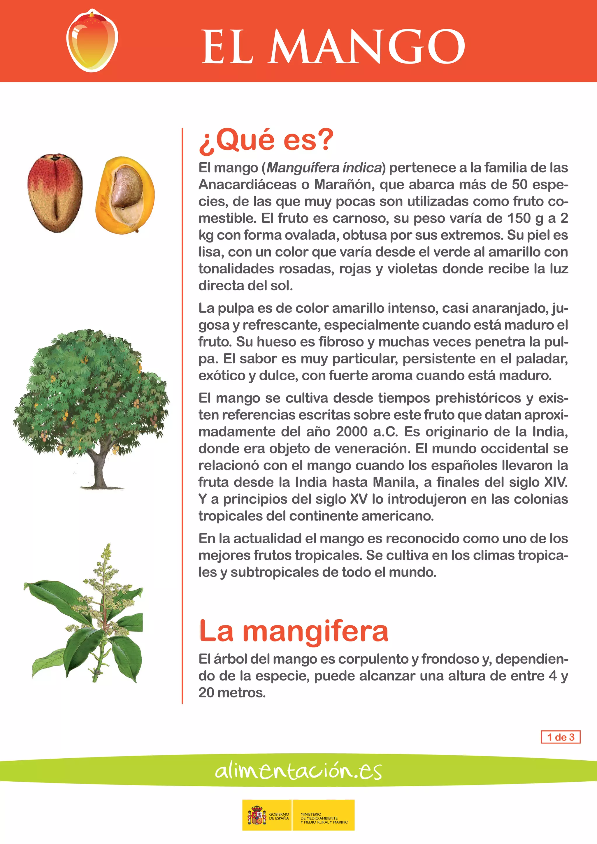 EL MANGO
1 de 3
¿Qué es?
El mango (Manguífera índica) pertenece a la familia de las
Anacardiáceas o Marañón, que abarca más de 50 espe-
cies, de las que muy pocas son utilizadas como fruto co-
mestible. El fruto es carnoso, su peso varía de 150 g a 2
kg con forma ovalada, obtusa por sus extremos. Su piel es
lisa, con un color que varía desde el verde al amarillo con
tonalidades rosadas, rojas y violetas donde recibe la luz
directa del sol.
La pulpa es de color amarillo intenso, casi anaranjado, ju-
gosa y refrescante, especialmente cuando está maduro el
fruto. Su hueso es fibroso y muchas veces penetra la pul-
pa. El sabor es muy particular, persistente en el paladar,
exótico y dulce, con fuerte aroma cuando está maduro.
El mango se cultiva desde tiempos prehistóricos y exis-
ten referencias escritas sobre este fruto que datan aproxi-
madamente del año 2000 a.C. Es originario de la India,
donde era objeto de veneración. El mundo occidental se
relacionó con el mango cuando los españoles llevaron la
fruta desde la India hasta Manila, a finales del siglo XIV.
Y a principios del siglo XV lo introdujeron en las colonias
tropicales del continente americano.
En la actualidad el mango es reconocido como uno de los
mejores frutos tropicales. Se cultiva en los climas tropica-
les y subtropicales de todo el mundo.
La mangifera
El árbol del mango es corpulento y frondoso y, dependien-
do de la especie, puede alcanzar una altura de entre 4 y
20 metros.
 