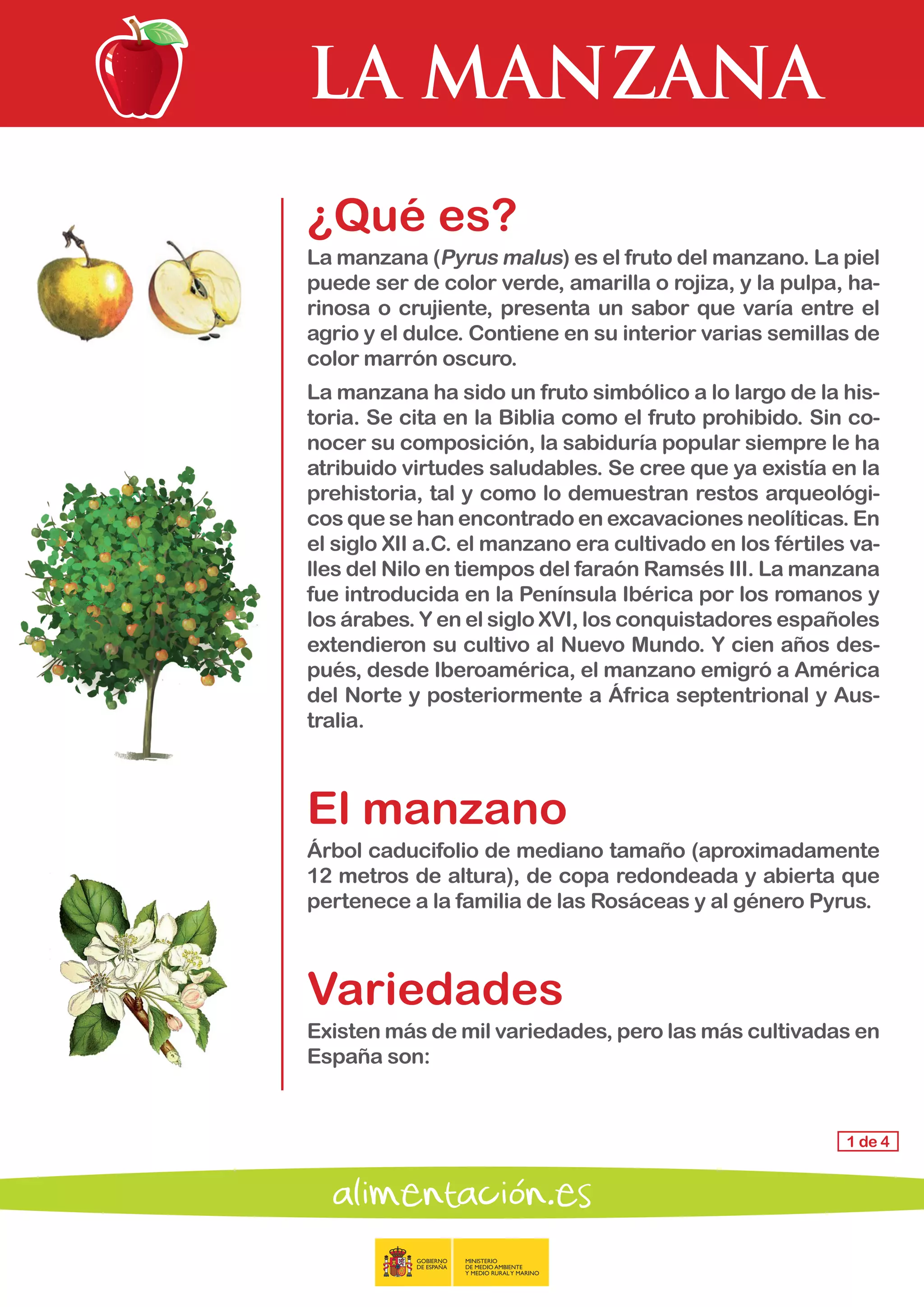 LA MANZANA
1 de 4
¿Qué es?
La manzana (Pyrus malus) es el fruto del manzano. La piel
puede ser de color verde, amarilla o rojiza, y la pulpa, ha-
rinosa o crujiente, presenta un sabor que varía entre el
agrio y el dulce. Contiene en su interior varias semillas de
color marrón oscuro.
La manzana ha sido un fruto simbólico a lo largo de la his-
toria. Se cita en la Biblia como el fruto prohibido. Sin co-
nocer su composición, la sabiduría popular siempre le ha
atribuido virtudes saludables. Se cree que ya existía en la
prehistoria, tal y como lo demuestran restos arqueológi-
cos que se han encontrado en excavaciones neolíticas. En
el siglo XII a.C. el manzano era cultivado en los fértiles va-
lles del Nilo en tiempos del faraón Ramsés III. La manzana
fue introducida en la Península Ibérica por los romanos y
los árabes. Y en el siglo XVI, los conquistadores españoles
extendieron su cultivo al Nuevo Mundo. Y cien años des-
pués, desde Iberoamérica, el manzano emigró a América
del Norte y posteriormente a África septentrional y Aus-
tralia.
El manzano
Árbol caducifolio de mediano tamaño (aproximadamente
12 metros de altura), de copa redondeada y abierta que
pertenece a la familia de las Rosáceas y al género Pyrus.
Variedades
Existen más de mil variedades, pero las más cultivadas en
España son:
 