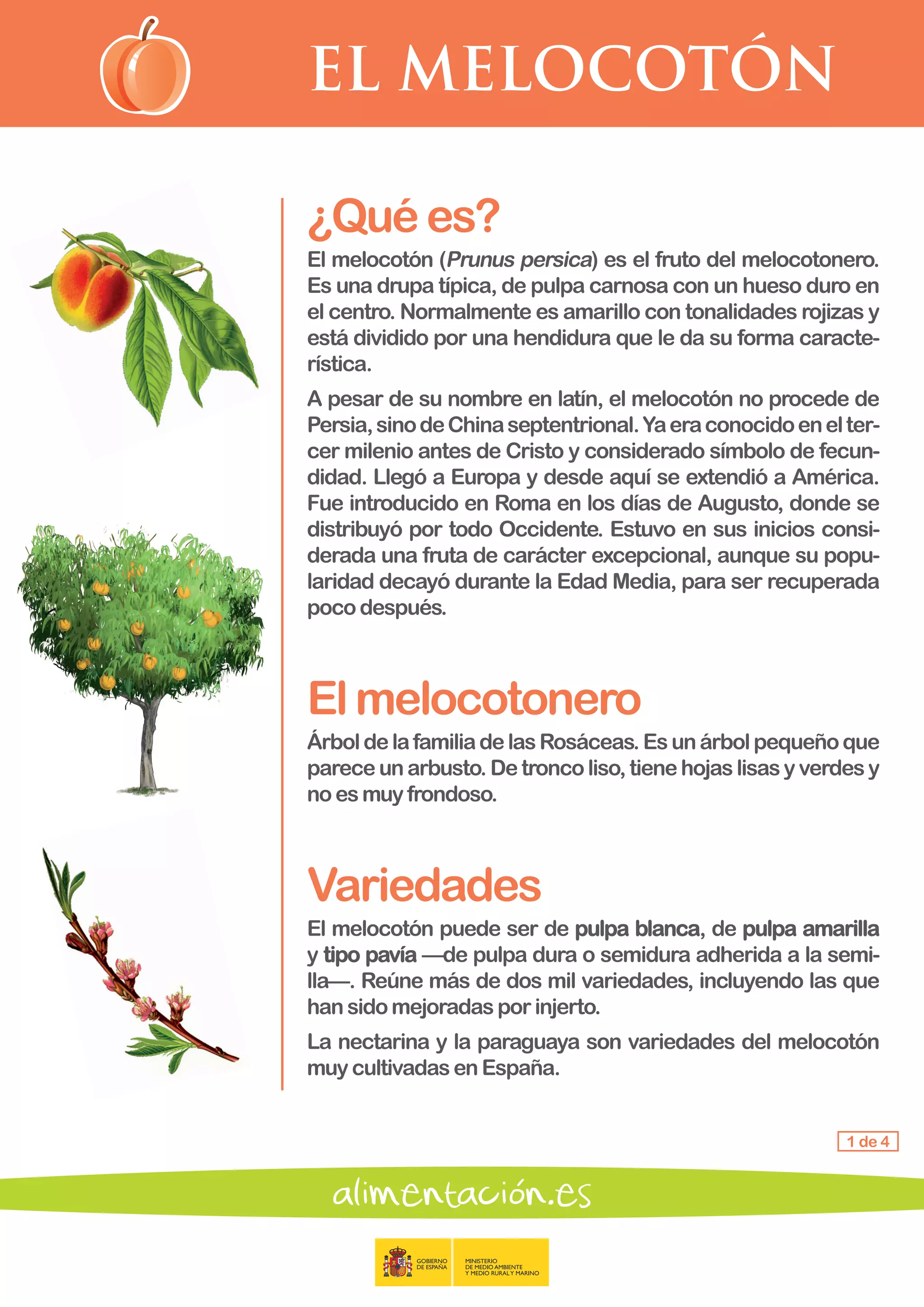 EL MELOCOTÓN
1 de 4
¿Quées?
El melocotón (Prunus persica) es el fruto del melocotonero.
Es una drupa típica, de pulpa carnosa con un hueso duro en
el centro. Normalmente es amarillo con tonalidades rojizas y
está dividido por una hendidura que le da su forma caracte-
rística.
A pesar de su nombre en latín, el melocotón no procede de
Persia,sinodeChinaseptentrional.Yaeraconocidoenelter-
cer milenio antes de Cristo y considerado símbolo de fecun-
didad. Llegó a Europa y desde aquí se extendió a América.
Fue introducido en Roma en los días de Augusto, donde se
distribuyó por todo Occidente. Estuvo en sus inicios consi-
derada una fruta de carácter excepcional, aunque su popu-
laridad decayó durante la Edad Media, para ser recuperada
poco después.
Elmelocotonero
ÁrboldelafamiliadelasRosáceas.Esunárbolpequeñoque
parece unarbusto.Detroncoliso,tienehojaslisasyverdesy
no es muyfrondoso.
Variedades
El melocotón puede ser de pulpa blanca, de pulpa amarilla
y tipo pavía —de pulpa dura o semidura adherida a la semi-
lla—. Reúne más de dos mil variedades, incluyendo las que
han sido mejoradasporinjerto.
La nectarina y la paraguaya son variedades del melocotón
muy cultivadasenEspaña.
 