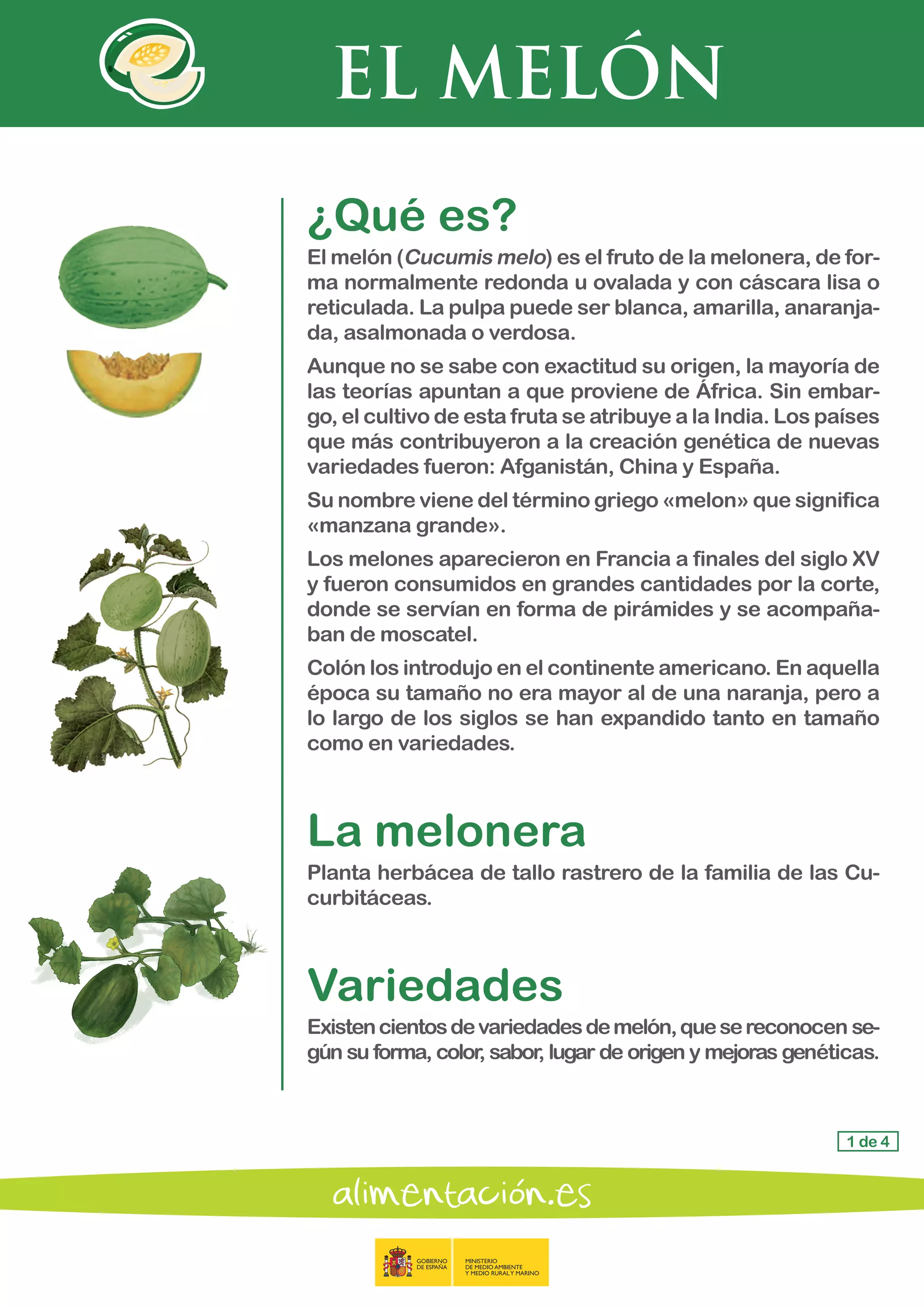 EL MELÓN
1 de 4
¿Qué es?
El melón (Cucumis melo) es el fruto de la melonera, de for-
ma normalmente redonda u ovalada y con cáscara lisa o
reticulada. La pulpa puede ser blanca, amarilla, anaranja-
da, asalmonada o verdosa.
Aunque no se sabe con exactitud su origen, la mayoría de
las teorías apuntan a que proviene de África. Sin embar-
go, el cultivo de esta fruta se atribuye a la India. Los países
que más contribuyeron a la creación genética de nuevas
variedades fueron: Afganistán, China y España.
Su nombre viene del término griego «melon» que significa
«manzana grande».
Los melones aparecieron en Francia a finales del siglo XV
y fueron consumidos en grandes cantidades por la corte,
donde se servían en forma de pirámides y se acompaña-
ban de moscatel.
Colón los introdujo en el continente americano. En aquella
época su tamaño no era mayor al de una naranja, pero a
lo largo de los siglos se han expandido tanto en tamaño
como en variedades.
La melonera
Planta herbácea de tallo rastrero de la familia de las Cu-
curbitáceas.
Variedades
Existencientosdevariedadesdemelón,quesereconocen se-
gún su forma, color, sabor, lugar de origen y mejoras genéticas.
 