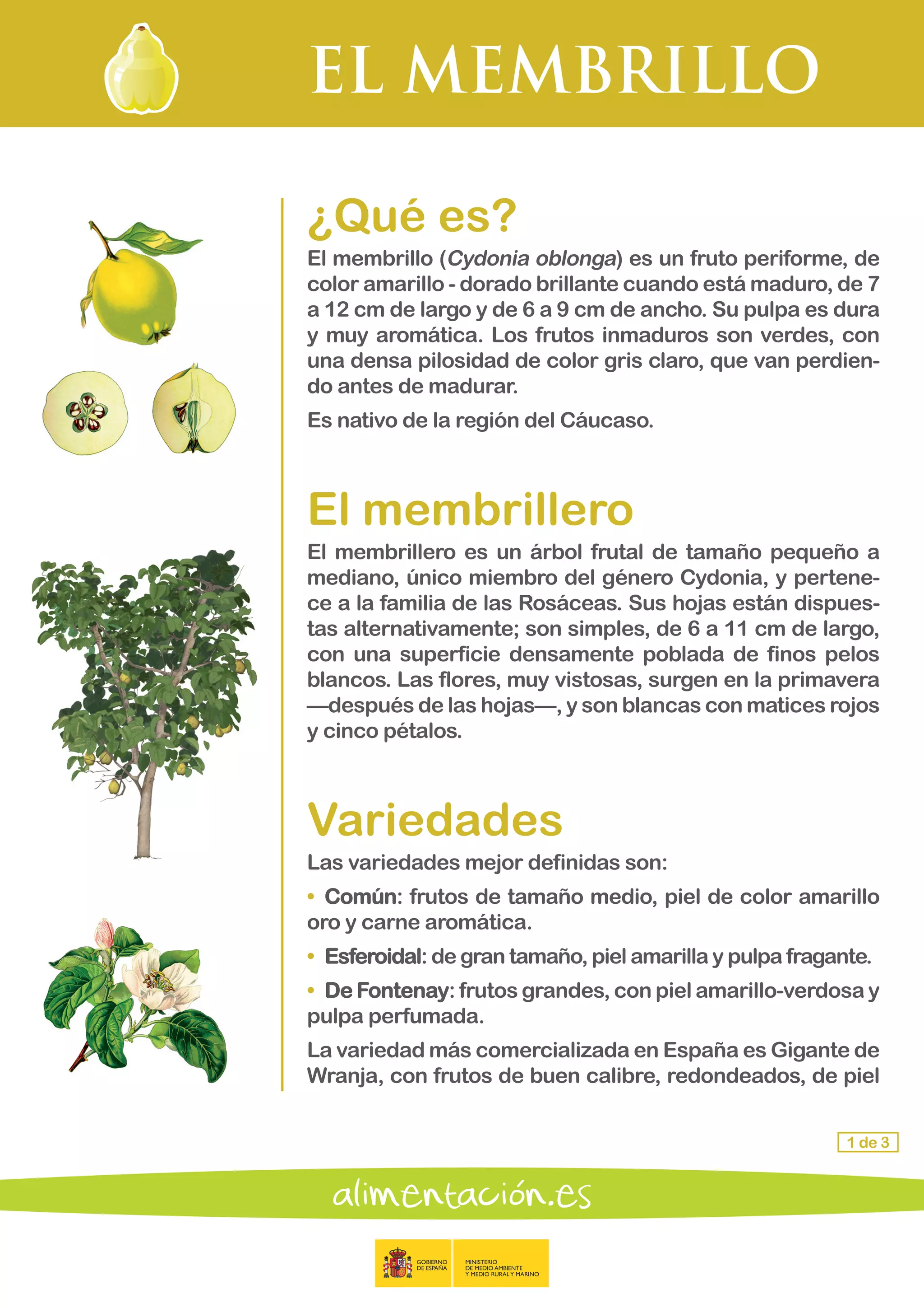 EL MEMBRILLO
1 de 3
¿Qué es?
El membrillo (Cydonia oblonga) es un fruto periforme, de
color amarillo - dorado brillante cuando está maduro, de 7
a 12 cm de largo y de 6 a 9 cm de ancho. Su pulpa es dura
y muy aromática. Los frutos inmaduros son verdes, con
una densa pilosidad de color gris claro, que van perdien-
do antes de madurar.
Es nativo de la región del Cáucaso.
El membrillero
El membrillero es un árbol frutal de tamaño pequeño a
mediano, único miembro del género Cydonia, y pertene-
ce a la familia de las Rosáceas. Sus hojas están dispues-
tas alternativamente; son simples, de 6 a 11 cm de largo,
con una superficie densamente poblada de finos pelos
blancos. Las flores, muy vistosas, surgen en la primavera
—después de las hojas—, y son blancas con matices rojos
y cinco pétalos.
Variedades
Las variedades mejor definidas son:
•	 Común: frutos de tamaño medio, piel de color amarillo
oro y carne aromática.
•	 Esferoidal: de gran tamaño, piel amarilla y pulpa fragante.
•	 De Fontenay: frutos grandes, con piel amarillo-verdosa y
pulpa perfumada.
La variedad más comercializada en España es Gigante de
Wranja, con frutos de buen calibre, redondeados, de piel
 
