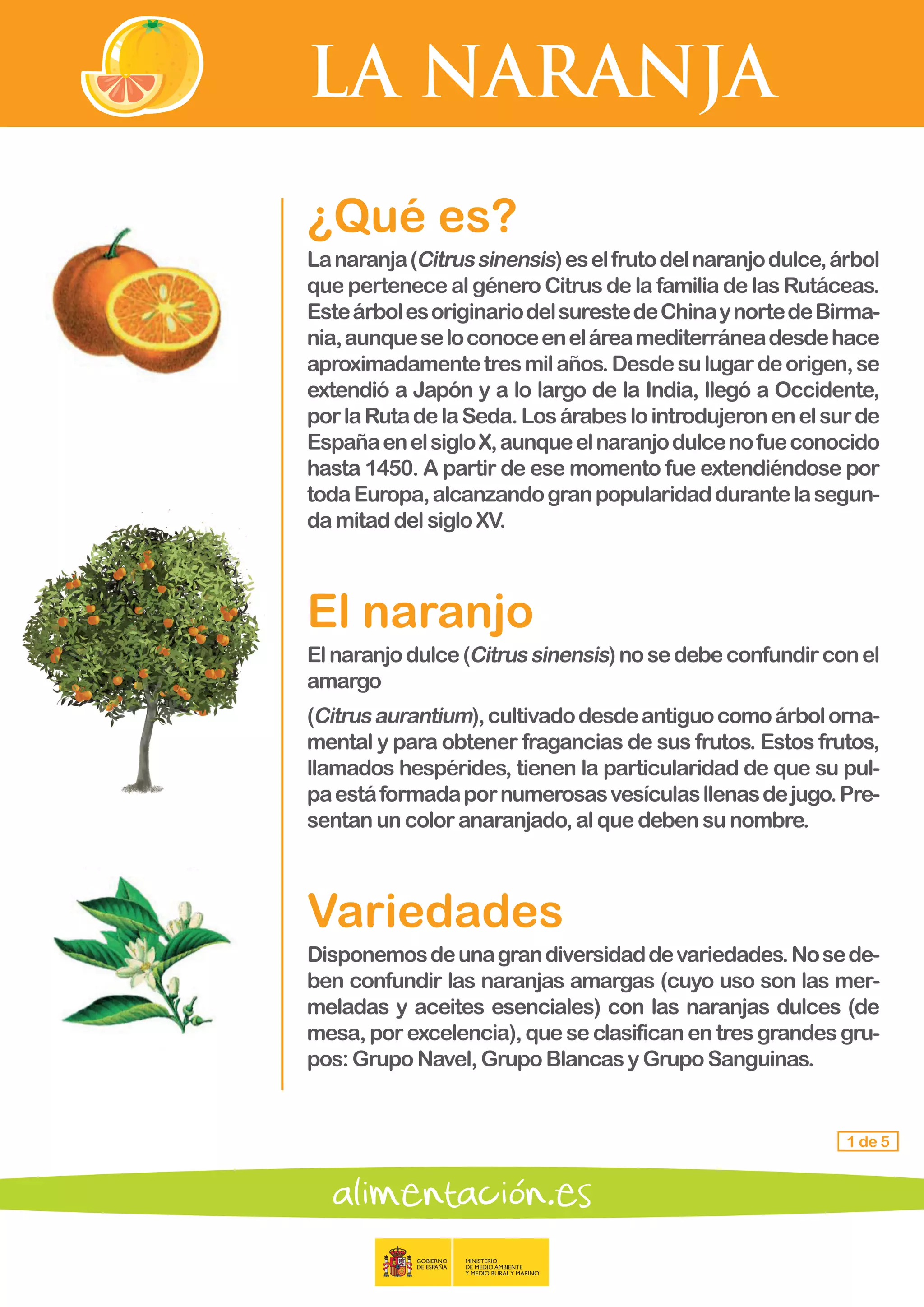 LA NARANJA
1 de 5
¿Qué es?
Lanaranja(Citrussinensis)eselfrutodelnaranjodulce,árbol
que pertenece al género Citrus de la familia de las Rutáceas.
EsteárbolesoriginariodelsurestedeChinaynortedeBirma-
nia,aunqueseloconoceeneláreamediterráneadesdehace
aproximadamentetresmilaños.Desdesulugardeorigen,se
extendió a Japón y a lo largo de la India, llegó a Occidente,
porlaRutadelaSeda.Losárabeslointrodujeronenelsurde
EspañaenelsigloX,aunqueelnaranjodulcenofueconocido
hasta 1450. A partir de ese momento fue extendiéndose por
todaEuropa,alcanzandogranpopularidaddurantelasegun-
damitad delsigloXV.
El naranjo
Elnaranjodulce(Citrussinensis)nosedebeconfundirconel
amargo
(Citrusaurantium),cultivadodesdeantiguocomoárbolorna-
mental y para obtener fragancias de sus frutos. Estos frutos,
llamados hespérides, tienen la particularidad de que su pul-
paestáformadapornumerosasvesículasllenasdejugo.Pre-
sentan uncoloranaranjado,alquedebensunombre.
Variedades
Disponemosdeunagrandiversidaddevariedades.Nosede-
ben confundir las naranjas amargas (cuyo uso son las mer-
meladas y aceites esenciales) con las naranjas dulces (de
mesa,porexcelencia),queseclasificanentresgrandesgru-
pos:GrupoNavel,GrupoBlancasyGrupoSanguinas.
 