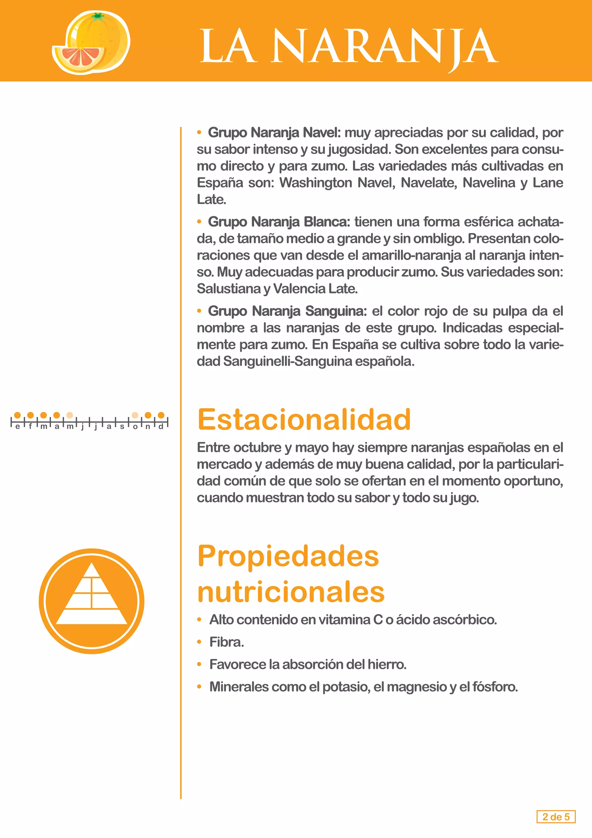 LA NARANJA
• 	Grupo Naranja Navel: muy apreciadas por su calidad, por
su sabor intenso y su jugosidad. Son excelentes para consu-
mo directo y para zumo. Las variedades más cultivadas en
España son: Washington Navel, Navelate, Navelina y Lane
Late.
• 	Grupo Naranja Blanca: tienen una forma esférica achata-
da,detamañomedioagrandeysinombligo.Presentancolo-
raciones que van desde el amarillo-naranja al naranja inten-
so.Muyadecuadasparaproducirzumo.Susvariedadesson:
SalustianayValenciaLate.
• 	Grupo Naranja Sanguina: el color rojo de su pulpa da el
nombre a las naranjas de este grupo. Indicadas especial-
mente para zumo. En España se cultiva sobre todo la varie-
dad Sanguinelli-Sanguinaespañola.
Estacionalidad
Entre octubre y mayo hay siempre naranjas españolas en el
mercado y además de muy buena calidad, por la particulari-
dad común de que solo se ofertan en el momento oportuno,
cuando muestrantodosusaborytodosujugo.
Propiedades 				
nutricionales
• Alto contenidoenvitaminaCoácidoascórbico.
• Fibra.
• Favorecelaabsorcióndelhierro.
• Mineralescomoelpotasio,elmagnesioyelfósforo.
2 de 5
e f m a m j j a s o n d
 