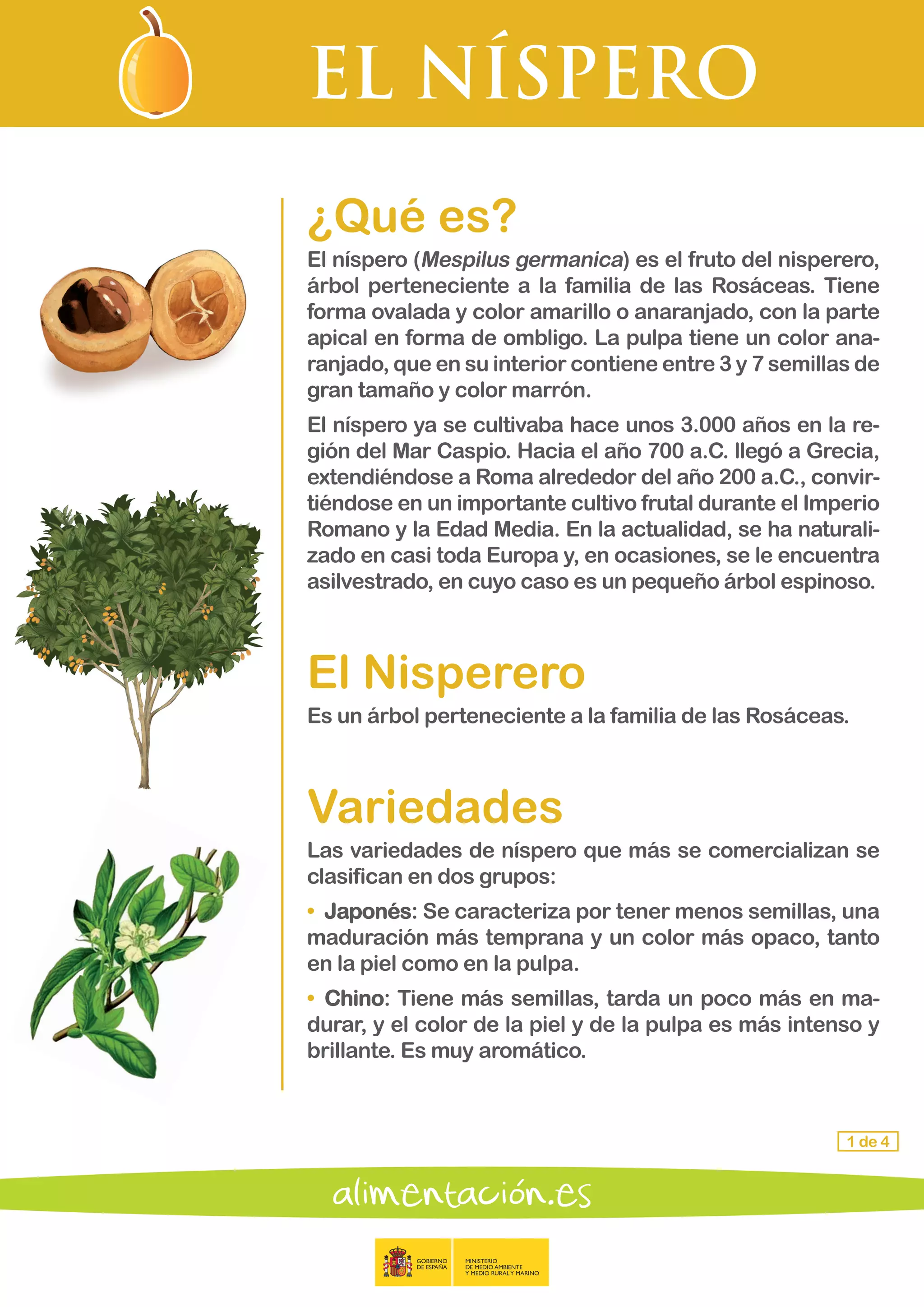 EL NÍSPERO
1 de 4
¿Qué es?
El níspero (Mespilus germanica) es el fruto del nisperero,
árbol perteneciente a la familia de las Rosáceas. Tiene
forma ovalada y color amarillo o anaranjado, con la parte
apical en forma de ombligo. La pulpa tiene un color ana-
ranjado, que en su interior contiene entre 3 y 7 semillas de
gran tamaño y color marrón.
El níspero ya se cultivaba hace unos 3.000 años en la re-
gión del Mar Caspio. Hacia el año 700 a.C. llegó a Grecia,
extendiéndose a Roma alrededor del año 200 a.C., convir-
tiéndose en un importante cultivo frutal durante el Imperio
Romano y la Edad Media. En la actualidad, se ha naturali-
zado en casi toda Europa y, en ocasiones, se le encuentra
asilvestrado, en cuyo caso es un pequeño árbol espinoso.
El Nisperero
Es un árbol perteneciente a la familia de las Rosáceas.
Variedades
Las variedades de níspero que más se comercializan se
clasifican en dos grupos:
•	 Japonés: Se caracteriza por tener menos semillas, una
maduración más temprana y un color más opaco, tanto
en la piel como en la pulpa.
•	 Chino: Tiene más semillas, tarda un poco más en ma-
durar, y el color de la piel y de la pulpa es más intenso y
brillante. Es muy aromático.
 