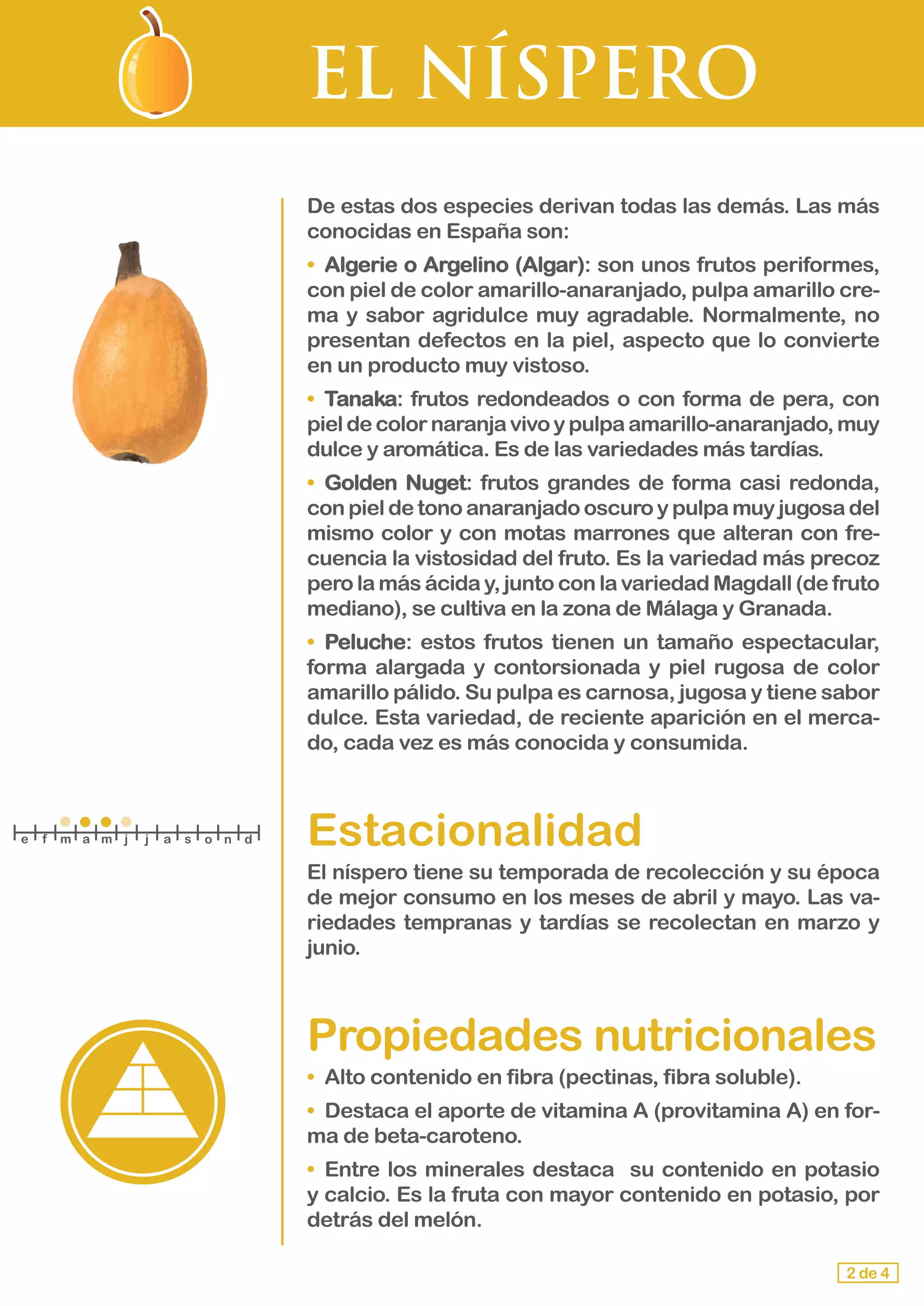EL NÍSPERO
De estas dos especies derivan todas las demás. Las más
conocidas en España son:
•	 Algerie o Argelino (Algar): son unos frutos periformes,
con piel de color amarillo-anaranjado, pulpa amarillo cre-
ma y sabor agridulce muy agradable. Normalmente, no
presentan defectos en la piel, aspecto que lo convierte
en un producto muy vistoso.
•	 Tanaka: frutos redondeados o con forma de pera, con
pieldecolornaranjavivoypulpaamarillo-anaranjado,muy
dulce y aromática. Es de las variedades más tardías.
•	 Golden Nuget: frutos grandes de forma casi redonda,
con piel de tono anaranjado oscuro y pulpa muy jugosa del
mismo color y con motas marrones que alteran con fre-
cuencia la vistosidad del fruto. Es la variedad más precoz
pero la más ácida y, junto con la variedad Magdall (de fruto
mediano), se cultiva en la zona de Málaga y Granada.
•	 Peluche: estos frutos tienen un tamaño espectacular,
forma alargada y contorsionada y piel rugosa de color
amarillo pálido. Su pulpa es carnosa, jugosa y tiene sabor
dulce. Esta variedad, de reciente aparición en el merca-
do, cada vez es más conocida y consumida.
Estacionalidad
El níspero tiene su temporada de recolección y su época
de mejor consumo en los meses de abril y mayo. Las va-
riedades tempranas y tardías se recolectan en marzo y
junio.
Propiedades nutricionales
•	 Alto contenido en fibra (pectinas, fibra soluble).
•	 Destaca el aporte de vitamina A (provitamina A) en for-
ma de beta-caroteno.
•	 Entre los minerales destaca su contenido en potasio
y calcio. Es la fruta con mayor contenido en potasio, por
detrás del melón.
2 de 4
e f m a m j j a s o n d
 