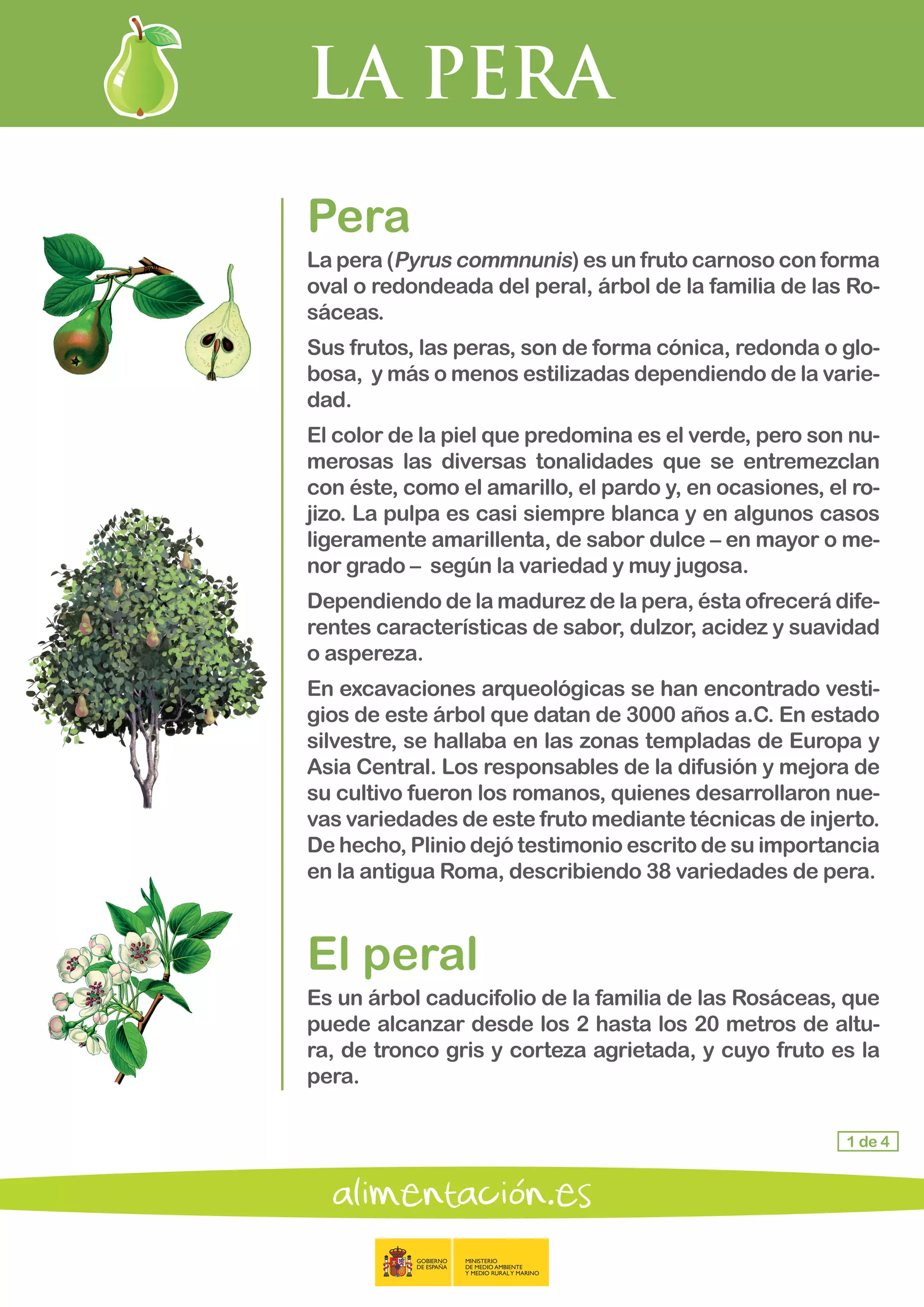 LA PERA
1 de 4
Pera
La pera (Pyrus commnunis) es un fruto carnoso con forma
oval o redondeada del peral, árbol de la familia de las Ro-
sáceas.
Sus frutos, las peras, son de forma cónica, redonda o glo-
bosa, y más o menos estilizadas dependiendo de la varie-
dad.
El color de la piel que predomina es el verde, pero son nu-
merosas las diversas tonalidades que se entremezclan
con éste, como el amarillo, el pardo y, en ocasiones, el ro-
jizo. La pulpa es casi siempre blanca y en algunos casos
ligeramente amarillenta, de sabor dulce – en mayor o me-
nor grado – según la variedad y muy jugosa.
Dependiendo de la madurez de la pera, ésta ofrecerá dife-
rentes características de sabor, dulzor, acidez y suavidad
o aspereza.
En excavaciones arqueológicas se han encontrado vesti-
gios de este árbol que datan de 3000 años a.C. En estado
silvestre, se hallaba en las zonas templadas de Europa y
Asia Central. Los responsables de la difusión y mejora de
su cultivo fueron los romanos, quienes desarrollaron nue-
vas variedades de este fruto mediante técnicas de injerto.
De hecho, Plinio dejó testimonio escrito de su importancia
en la antigua Roma, describiendo 38 variedades de pera.
El peral
Es un árbol caducifolio de la familia de las Rosáceas, que
puede alcanzar desde los 2 hasta los 20 metros de altu-
ra, de tronco gris y corteza agrietada, y cuyo fruto es la
pera.
 