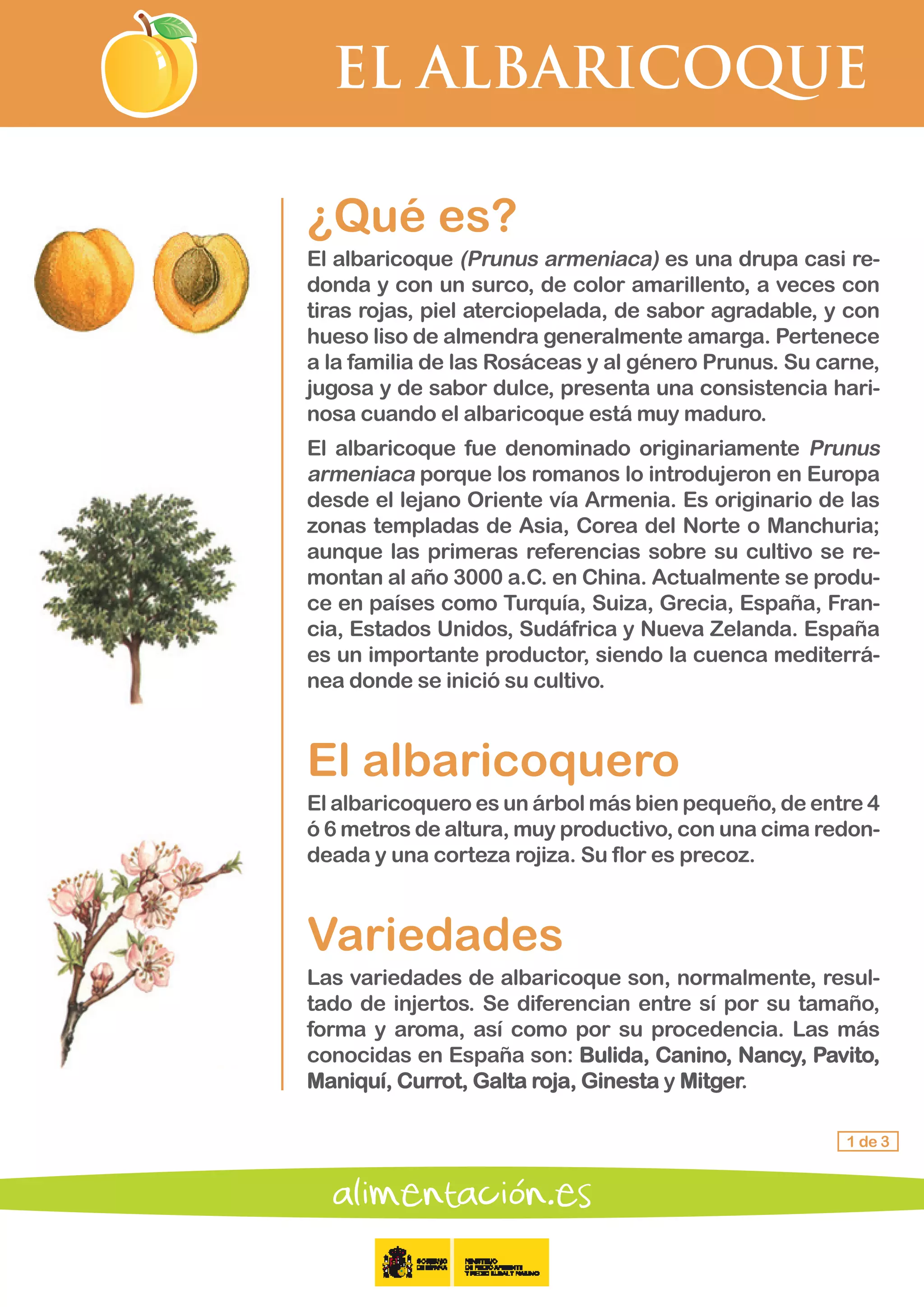 EL ALBARICOQUE
1 de 3
¿Qué es?
El albaricoque (Prunus armeniaca) es una drupa casi re-
donda y con un surco, de color amarillento, a veces con
tiras rojas, piel aterciopelada, de sabor agradable, y con
hueso liso de almendra generalmente amarga. Pertenece
a la familia de las Rosáceas y al género Prunus. Su carne,
jugosa y de sabor dulce, presenta una consistencia hari-
nosa cuando el albaricoque está muy maduro.
El albaricoque fue denominado originariamente Prunus
armeniaca porque los romanos lo introdujeron en Europa
desde el lejano Oriente vía Armenia. Es originario de las
zonas templadas de Asia, Corea del Norte o Manchuria;
aunque las primeras referencias sobre su cultivo se re-
montan al año 3000 a.C. en China. Actualmente se produ-
ce en países como Turquía, Suiza, Grecia, España, Fran-
cia, Estados Unidos, Sudáfrica y Nueva Zelanda. España
es un importante productor, siendo la cuenca mediterrá-
nea donde se inició su cultivo.
El albaricoquero
El albaricoquero es un árbol más bien pequeño, de entre 4
ó 6 metros de altura, muy productivo, con una cima redon-
deada y una corteza rojiza. Su flor es precoz.
Variedades
Las variedades de albaricoque son, normalmente, resul-
tado de injertos. Se diferencian entre sí por su tamaño,
forma y aroma, así como por su procedencia. Las más
conocidas en España son: Bulida, Canino, Nancy, Pavito,
Maniquí, Currot, Galta roja, Ginesta y Mitger.
 