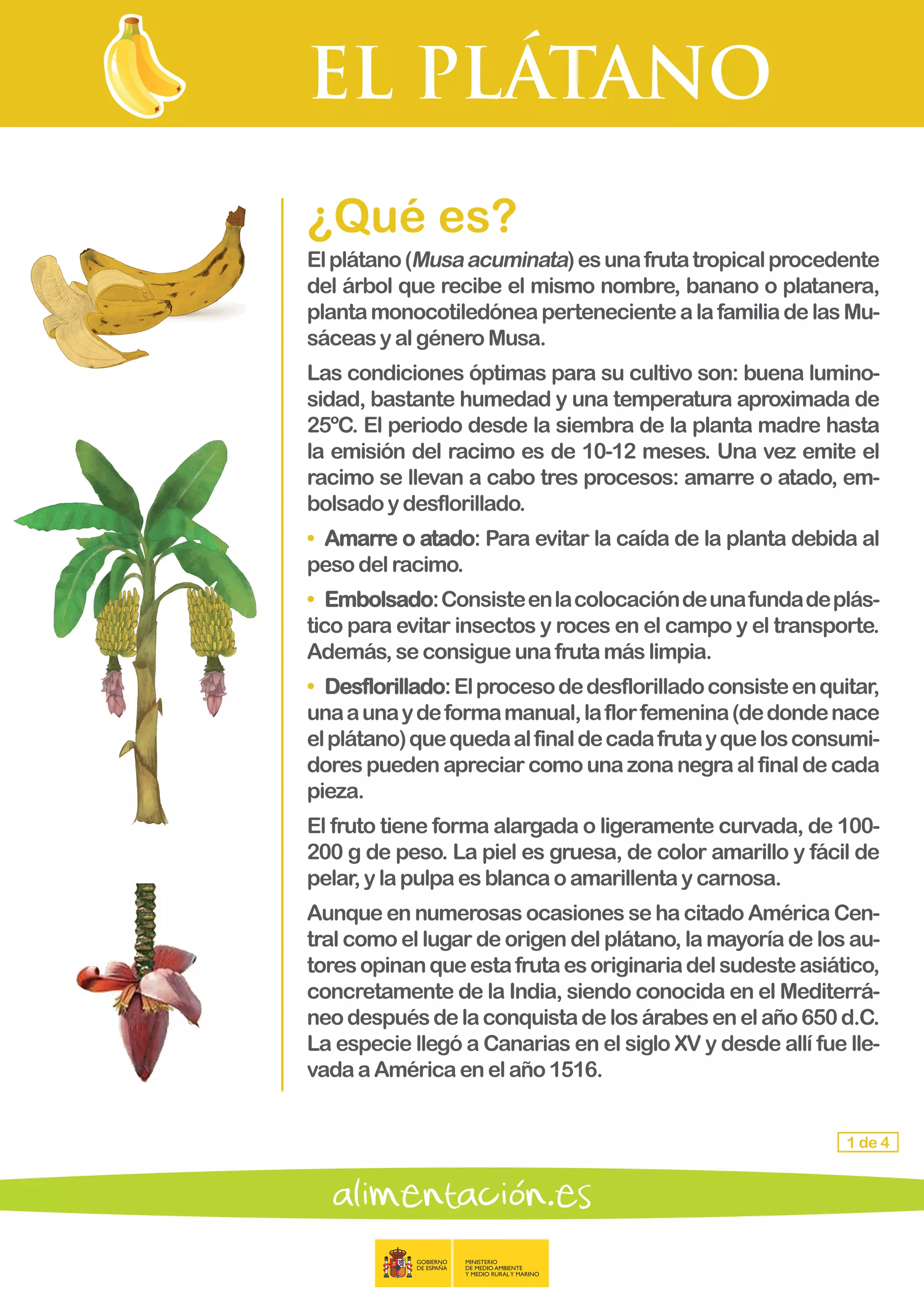 EL PLÁTANO
1 de 4
¿Qué es?
Elplátano(Musaacuminata)esunafrutatropicalprocedente
del árbol que recibe el mismo nombre, banano o platanera,
plantamonocotiledóneapertenecientealafamiliadelasMu-
sáceas y algéneroMusa.
Las condiciones óptimas para su cultivo son: buena lumino-
sidad, bastante humedad y una temperatura aproximada de
25ºC. El periodo desde la siembra de la planta madre hasta
la emisión del racimo es de 10-12 meses. Una vez emite el
racimo se llevan a cabo tres procesos: amarre o atado, em-
bolsado ydesflorillado.
• 	Amarre o atado: Para evitar la caída de la planta debida al
peso delracimo.
• 	Embolsado:Consisteenlacolocacióndeunafundadeplás-
tico para evitar insectos y roces en el campo y el transporte.
Además,seconsigueunafrutamáslimpia.
• 	Desflorillado:Elprocesodedesflorilladoconsisteenquitar,
unaaunaydeformamanual,laflorfemenina(dedondenace
elplátano)quequedaalfinaldecadafrutayquelosconsumi-
dores puedenapreciarcomo una zona negraalfinaldecada
pieza.
El fruto tiene forma alargada o ligeramente curvada, de 100-
200 g de peso. La piel es gruesa, de color amarillo y fácil de
pelar,y lapulpaesblancaoamarillentaycarnosa.
Aunque en numerosas ocasiones se ha citado América Cen-
tral como el lugar de origen del plátano, la mayoría de los au-
toresopinanqueestafrutaesoriginariadelsudesteasiático,
concretamente de la India, siendo conocida en el Mediterrá-
neodespuésdelaconquistadelosárabesenelaño650d.C.
La especie llegó a Canarias en el siglo XV y desde allí fue lle-
vadaaAméricaenelaño1516.
 