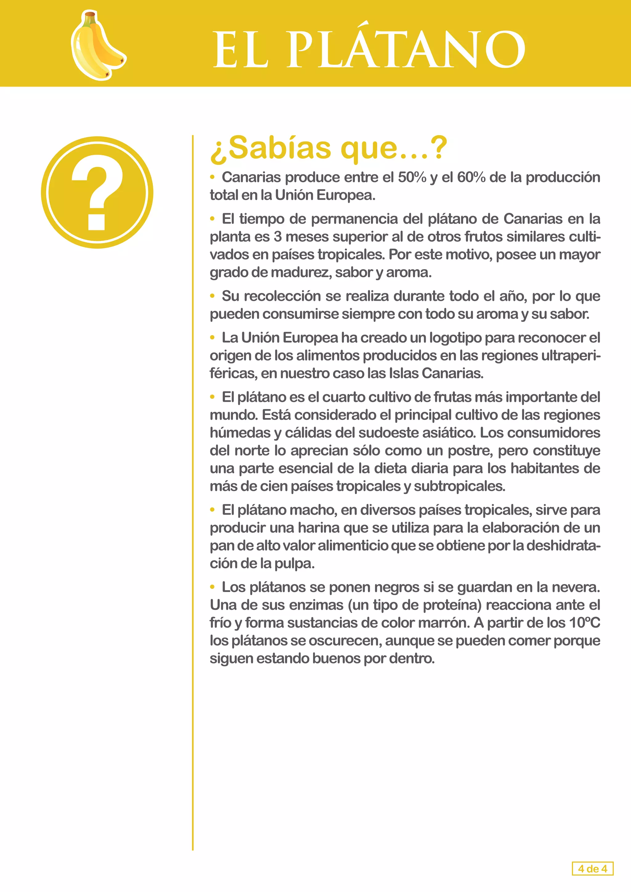 EL PLÁTANO
4 de 4
¿Sabías que…?
•	 Canarias produce entre el 50% y el 60% de la producción
totalen laUniónEuropea.
•	 El tiempo de permanencia del plátano de Canarias en la
planta es 3 meses superior al de otros frutos similares culti-
vados en países tropicales. Por este motivo, posee un mayor
grado demadurez,saboryaroma.
•	 Su recolección se realiza durante todo el año, por lo que
pueden consumirsesiemprecontodosuaromaysusabor.
•	 La Unión Europea ha creado un logotipo para reconocer el
origen de los alimentos producidos en las regiones ultraperi-
féricas,ennuestrocasolasIslasCanarias.
•	 El plátano es el cuarto cultivo de frutas más importante del
mundo. Está considerado el principal cultivo de las regiones
húmedas y cálidas del sudoeste asiático. Los consumidores
del norte lo aprecian sólo como un postre, pero constituye
una parte esencial de la dieta diaria para los habitantes de
más decienpaísestropicalesysubtropicales.
•	 El plátano macho, en diversos países tropicales, sirve para
producir una harina que se utiliza para la elaboración de un
pandealtovaloralimenticioqueseobtieneporladeshidrata-
ción delapulpa.
•	 Los plátanos se ponen negros si se guardan en la nevera.
Una de sus enzimas (un tipo de proteína) reacciona ante el
frío y forma sustancias de color marrón. A partir de los 10ºC
losplátanosseoscurecen,aunquesepuedencomerporque
siguen estandobuenospordentro.
 
