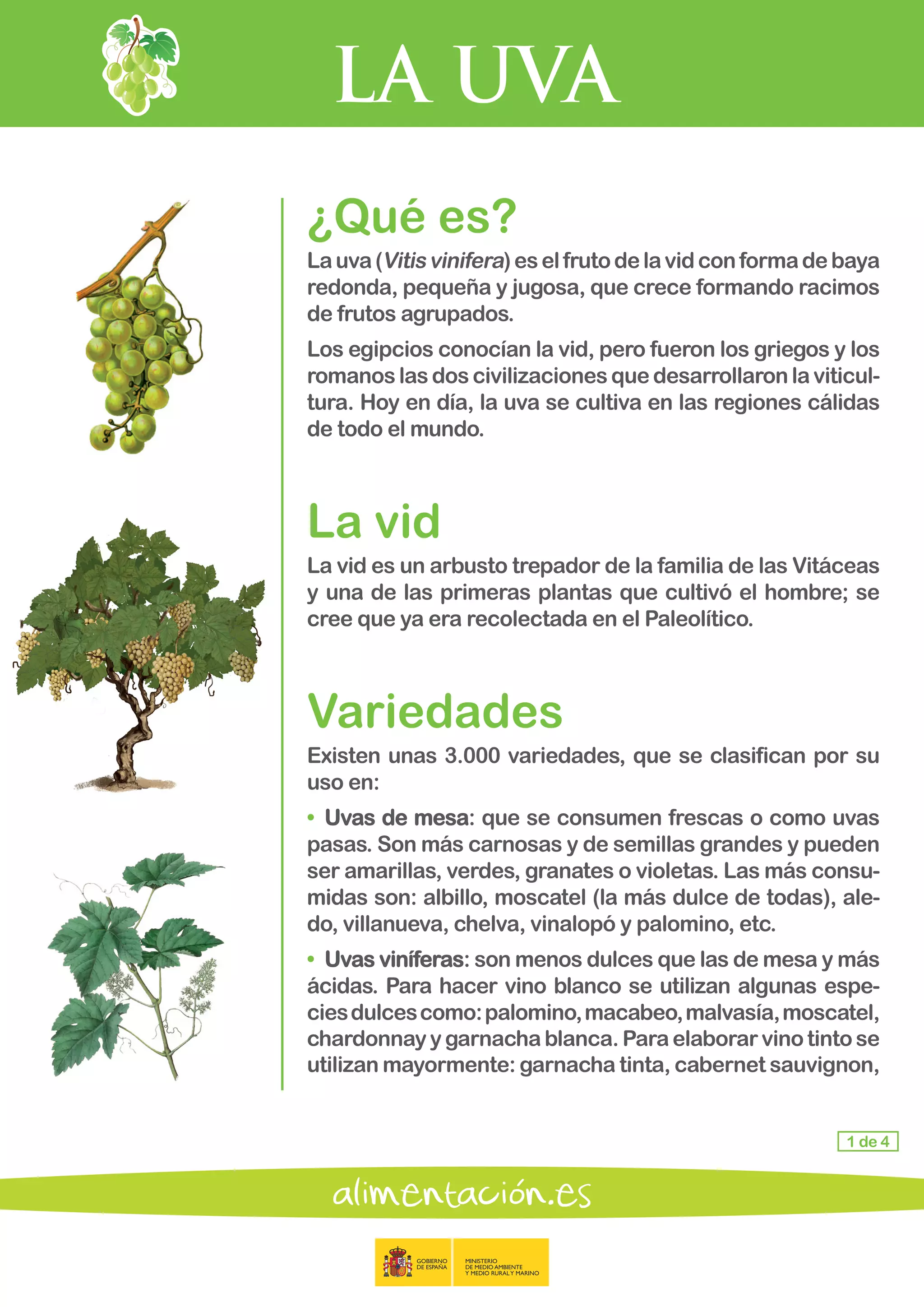 LA UVA
1 de 4
¿Qué es?
Lauva(Vitisvinifera)eselfrutodelavidconformadebaya
redonda, pequeña y jugosa, que crece formando racimos
de frutos agrupados.
Los egipcios conocían la vid, pero fueron los griegos y los
romanos las dos civilizaciones que desarrollaron la viticul-
tura. Hoy en día, la uva se cultiva en las regiones cálidas
de todo el mundo.
La vid
La vid es un arbusto trepador de la familia de las Vitáceas
y una de las primeras plantas que cultivó el hombre; se
cree que ya era recolectada en el Paleolítico.
Variedades
Existen unas 3.000 variedades, que se clasifican por su
uso en:
•	 Uvas de mesa: que se consumen frescas o como uvas
pasas. Son más carnosas y de semillas grandes y pueden
ser amarillas, verdes, granates o violetas. Las más consu-
midas son: albillo, moscatel (la más dulce de todas), ale-
do, villanueva, chelva, vinalopó y palomino, etc.
•	 Uvas viníferas: son menos dulces que las de mesa y más
ácidas. Para hacer vino blanco se utilizan algunas espe-
ciesdulcescomo:palomino,macabeo,malvasía,moscatel,
chardonnay y garnacha blanca. Para elaborar vino tinto se
utilizan mayormente: garnacha tinta, cabernet sauvignon,
 