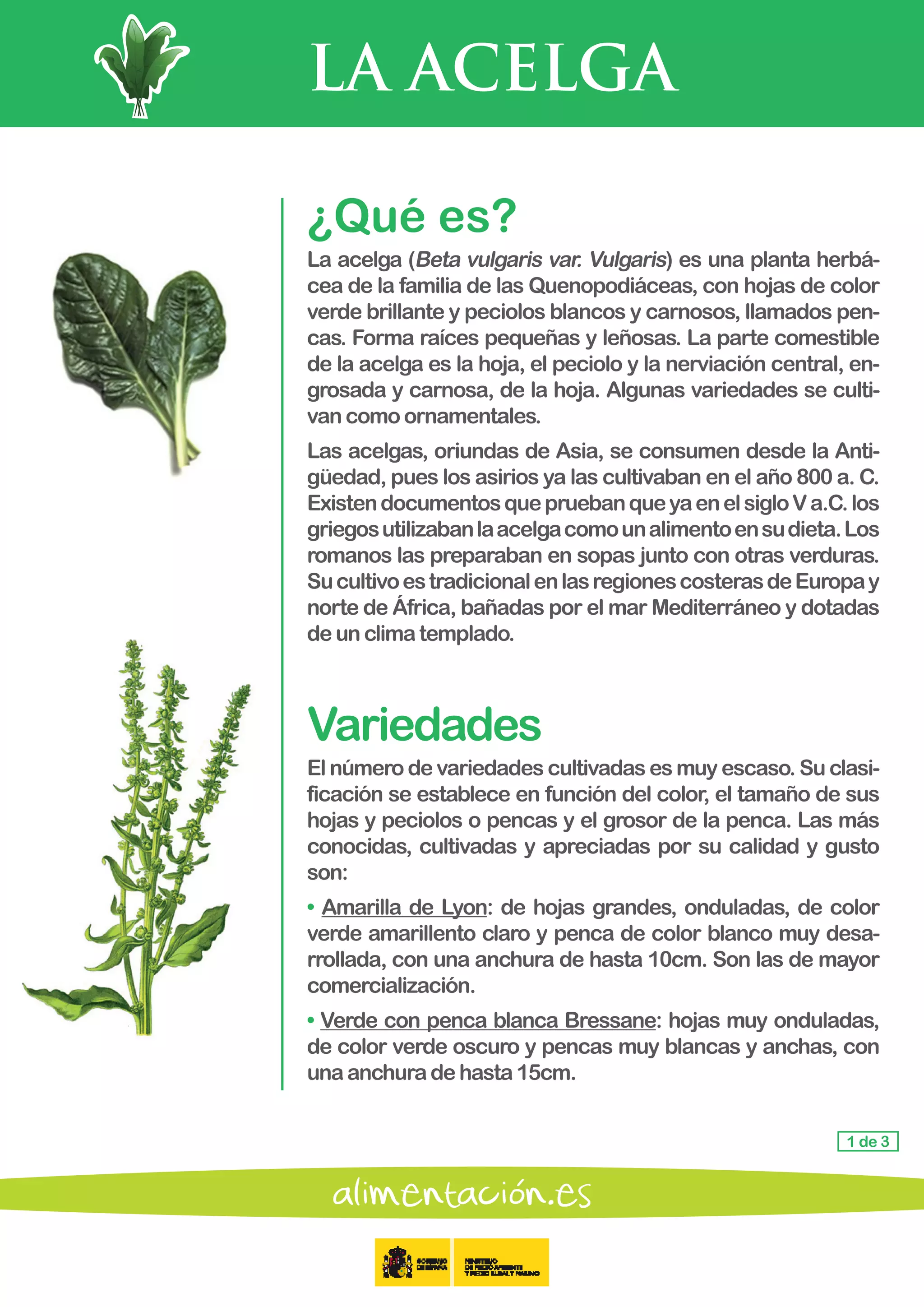 LA ACELGA
1 de 3
¿Qué es?
La acelga (Beta vulgaris var. Vulgaris) es una planta herbá-
cea de la familia de las Quenopodiáceas, con hojas de color
verde brillante y peciolos blancos y carnosos, llamados pen-
cas. Forma raíces pequeñas y leñosas. La parte comestible
de la acelga es la hoja, el peciolo y la nerviación central, en-
grosada y carnosa, de la hoja. Algunas variedades se culti-
van comoornamentales.
Las acelgas, oriundas de Asia, se consumen desde la Anti-
güedad, pues los asirios ya las cultivaban en el año 800 a. C.
ExistendocumentosquepruebanqueyaenelsigloVa.C.los
griegosutilizabanlaacelgacomounalimentoensudieta.Los
romanos las preparaban en sopas junto con otras verduras.
SucultivoestradicionalenlasregionescosterasdeEuropay
norte de África, bañadas por el mar Mediterráneo y dotadas
deun climatemplado.
Variedades
El número de variedades cultivadas es muy escaso. Su clasi-
ficación se establece en función del color, el tamaño de sus
hojas y peciolos o pencas y el grosor de la penca. Las más
conocidas, cultivadas y apreciadas por su calidad y gusto
son:
• Amarilla de Lyon: de hojas grandes, onduladas, de color
verde amarillento claro y penca de color blanco muy desa-
rrollada, con una anchura de hasta 10cm. Son las de mayor
comercialización.
• Verde con penca blanca Bressane: hojas muy onduladas,
de color verde oscuro y pencas muy blancas y anchas, con
unaanchuradehasta15cm.
 