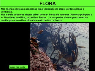 FLORA
Nas rochas costeiras aséntanse gran variedade de algas, verdes pardas e
vermellas.
Nos cantís podemos atopar prixel do mar, herba de namorar (Armeria pubigera e
A. Maritima), anxélica, paxariños, fentos ... e nas partes chans que coroan os
cantís que non están cultivadas mato de toxo e breixo.
Algas nos cantís
 