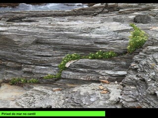 Pirixel do mar no cantil
 