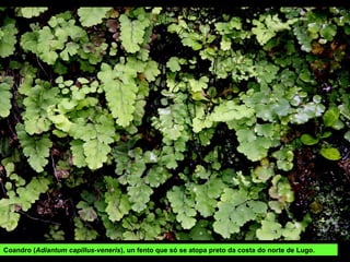 Coandro (Adiantum capillus-veneris), un fento que só se atopa preto da costa do norte de Lugo.
 