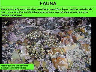Parede do cantil con percebes,
mexillóns, arneiróns e lapas.
FAUNA
Nas rochas atópanse percebes, mexillóns, arneiróns, lapas, ourizos, estrelas de
mar... na area miñocas e bivalvos enterrados e nos refuxios peixes de rocha,
polbos, cangrexos...
 