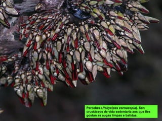 Percebes (Pollycipes cornucopia). Son
crustáceos de vida sedentaria aos que lles
gostan as augas limpas e batidas.
 