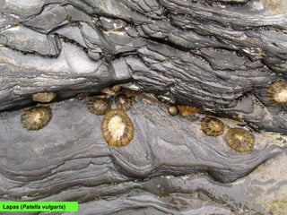Lapas (Patella vulgaris)
 