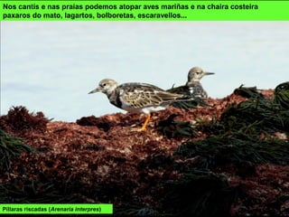 Nos cantís e nas praias podemos atopar aves mariñas e na chaira costeira
paxaros do mato, lagartos, bolboretas, escaravellos...
Píllaras riscadas (Arenaria interpres)
 