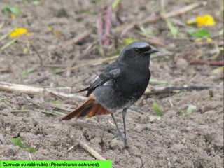 Curroxo ou rabirrubio (Phoenicurus ochruros)
 