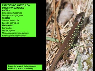 Exemplar xuvenil de lagarto das
silveiras (Lacerta schreiberi)
ESPECIES DO ANEXO II DA
DIRECTIVA 92/43/CEE
Anfibios
Chioglossa lusitanica
Discoglossus galganoi
Réptiles
Lacerta monticola
Lacerta schreiberi
Mamíferos
Lutra lutra
Myotis myotis
Rhinolophus ferrumequinum
Rhinolophus hipposideros
 