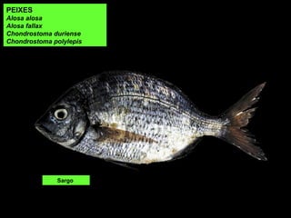 PEIXES
Alosa alosa
Alosa fallax
Chondrostoma duriense
Chondrostoma polylepis
Sargo
 