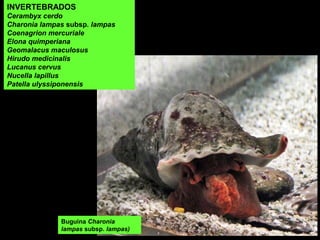 INVERTEBRADOS
Cerambyx cerdo
Charonia lampas subsp. lampas
Coenagrion mercuriale
Elona quimperiana
Geomalacus maculosus
Hirudo medicinalis
Lucanus cervus
Nucella lapillus
Patella ulyssiponensis
Buguina Charonia
lampas subsp. lampas)
 