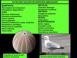 MAMÍFEROS
Rhinolophus ferrumequinum
Rhinolophus hipposideros
AVES
Burhinus oedicnemus
Charadrius alexandrinus
Circus cyaneus
Circus pygargus
Emberiza schoeniclus subsp. lusitanica
Haematopus ostralegus
Phalacrocorax aristotelis
Rissa tridactyla
Tetrax tetrax
CATÁLOGO GALEGO DE ESPECIES AMEAZADAS
RÉPTILES
Chalcides bedriagai
Iberolacerta monticola
ANFIBIOS
Chioglossa lusitanica
Rana iberica
PEIXES
Alosa alosa
INVERTEBRADOS
Bolma rugosa
Cerambyx cerdo
Echinus esculentus
Elona quimperiana
Geomalacus maculosus
Esqueleto do ourizo do mar
(Echinus esculentus) Gaivota tridáctila (Rissa tridactyla)
 