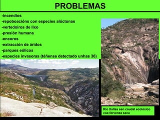 Río Xallas sen caudal ecolóxico
coa fervenza seca
PROBLEMAS
-incendios
-repoboacións con especies alóctonas
-vertedoiros de lixo
-presión humana
-encoros
-extracción de áridos
-parques eólicos
-especies invasoras (téñense detectado unhas 36)
 