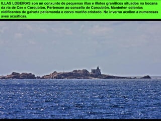 ILLAS LOBEIRAS son un conxunto de pequenas illas e illotes graníticos situados na bocana
da ría de Cee e Corcubión. Pertencen ao concello de Corcubión. Manteñen colonias
nidificantes de gaivota patiamarela e corvo mariño cristado. No inverno acollen a numerosas
aves acuáticas.
 