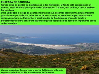 Vista da enseada de Carnota coas praias de Caldebarcos e Carnota,
separadas pola Boca do Río, e as marismas de Estivariña.
ENSEADA DE CARNOTA
Ábrese entre as puntas de Caldebarcos e dos Remedios. O fondo está ocupado por un
extenso areal formado polas praias de Caldebarcos, Carnota, Mar de Lira, Cons, Xaxebe e
Portocubelo.
O río Valdebois e o rego de Louredo forman na súa desembocadura unha ampla marisma
parcialmente pechada por unha frecha de area na que se asenta un importante sistema
dunar. A marisma de Estivariña, o areal interior de Caldebarcos chamado tamén a
Berberecheira é unha área dunha grande riqueza ecolóxica que acolle un importante banco
de berberechos.
 