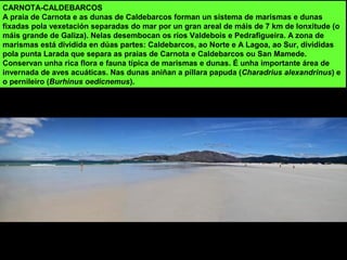 CARNOTA-CALDEBARCOS
A praia de Carnota e as dunas de Caldebarcos forman un sistema de marismas e dunas
fixadas pola vexetación separadas do mar por un gran areal de máis de 7 km de lonxitude (o
máis grande de Galiza). Nelas desembocan os ríos Valdebois e Pedrafigueira. A zona de
marismas está dividida en dúas partes: Caldebarcos, ao Norte e A Lagoa, ao Sur, divididas
pola punta Larada que separa as praias de Carnota e Caldebarcos ou San Mamede.
Conservan unha rica flora e fauna típica de marismas e dunas. É unha importante área de
invernada de aves acuáticas. Nas dunas aniñan a píllara papuda (Charadrius alexandrinus) e
o pernileiro (Burhinus oedicnemus).
 