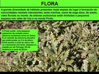 O Pindo acolle unha pequena
poboación de carballo anano
(Quercus lusitanica) única en Galiza.
É un carballo de estrutura arbustiva
que pode acadar os 2 m de altura.
Emite ponlas a rente do chan e ten
un crecemento moi lento. Atópase na
metade sur de Portugal, SO de
Andalucía e norte de África.
FLORA
A grande diversidade de hábitats presentes neste espazo da lugar á formación de
comunidades vexetais interesantes, tanto mariñas, como de auga doce, de areais,
vales fluviais ou monte. As árbores autóctonas están limitadas a pequenos
espazos nos vales do ríos e no monte Pindo.
 