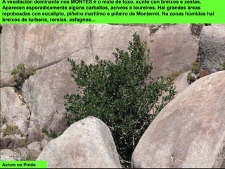 A vexetación dominante nos MONTES é o mato de toxo, xunto con breixos e xestas.
Aparecen esporadicamente algúns carballos, acivros e loureiros. Hai grandes áreas
repoboadas con eucalipto, piñeiro marítimo e piñeiro de Monterrei. Na zonas húmidas hai
breixos de turbeira, rorelas, esfagnos...
Acivro no Pindo
 