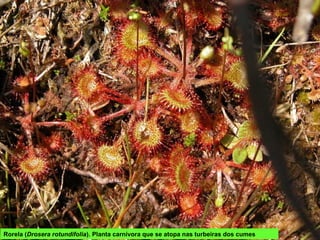 Rorela (Drosera rotundifolia). Planta carnívora que se atopa nas turbeiras dos cumes
 