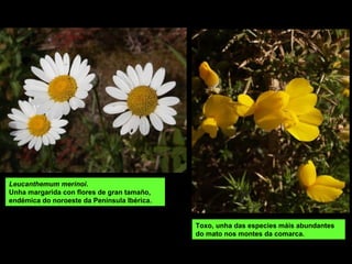 Leucanthemum merinoi.
Unha margarida con flores de gran tamaño,
endémica do noroeste da Península Ibérica.
Toxo, unha das especies máis abundantes
do mato nos montes da comarca.
 