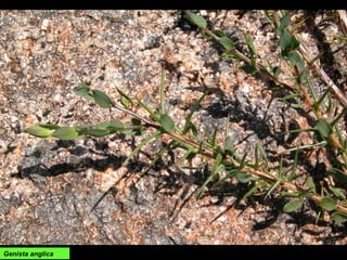 Genista anglica
 